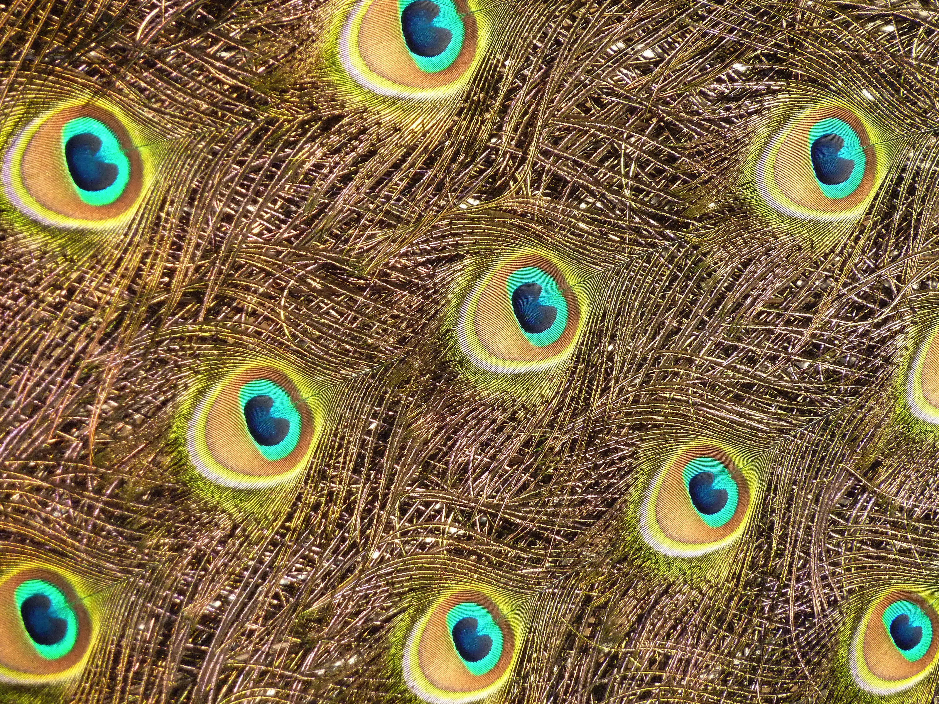 Peacock Eyes