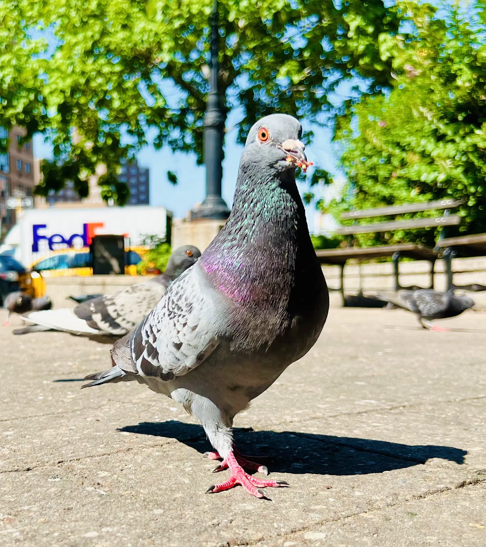 Little Messenger