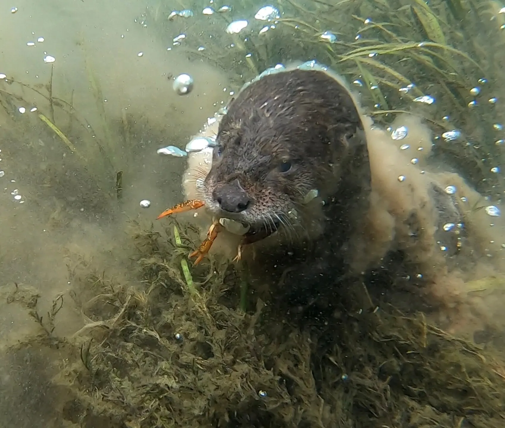 Crayfish snack
