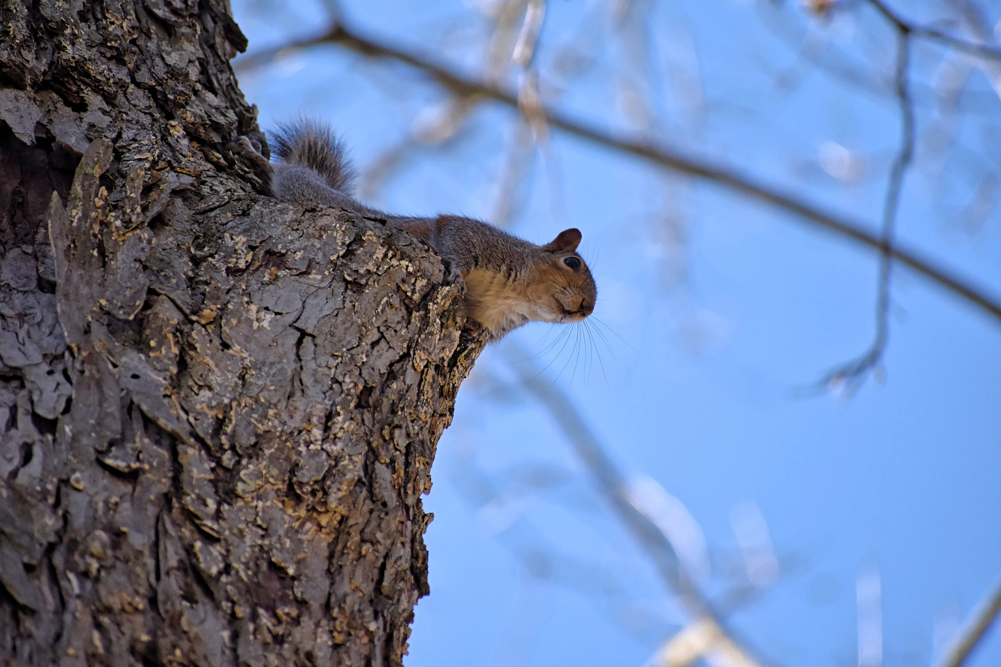 Squirrel surveying it’s domain