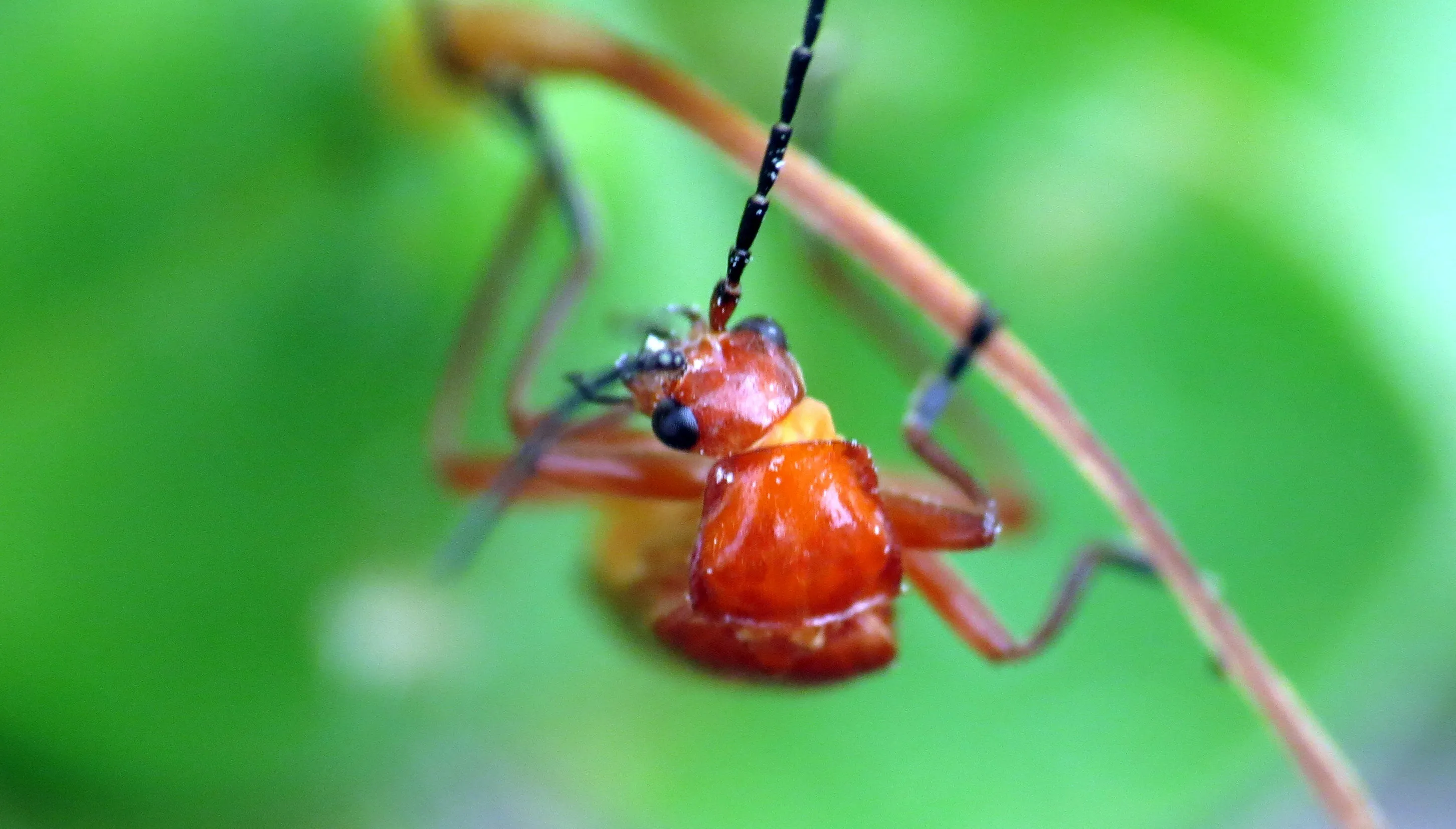 Cardinal beetle