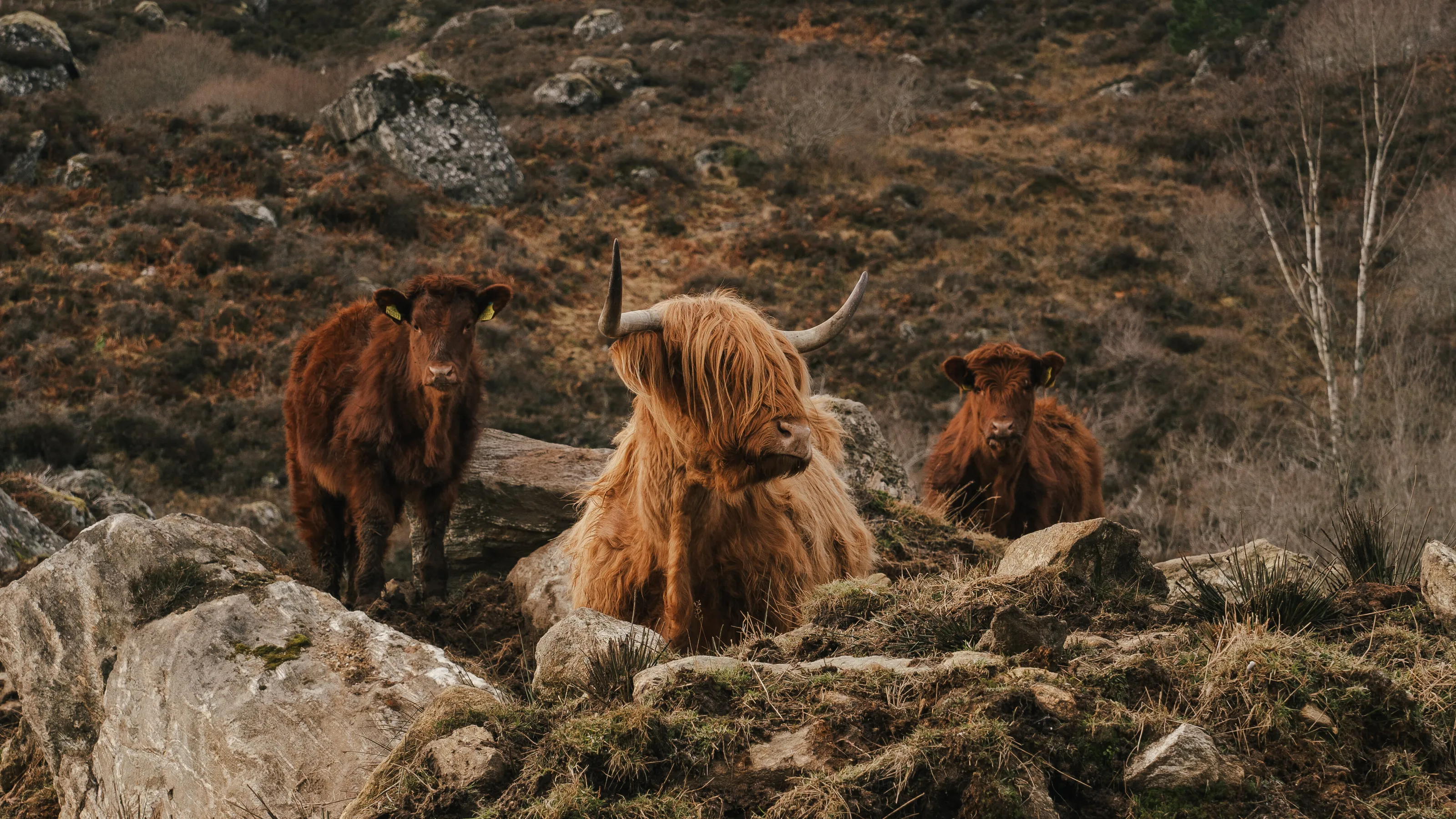 The Cow Band Pic