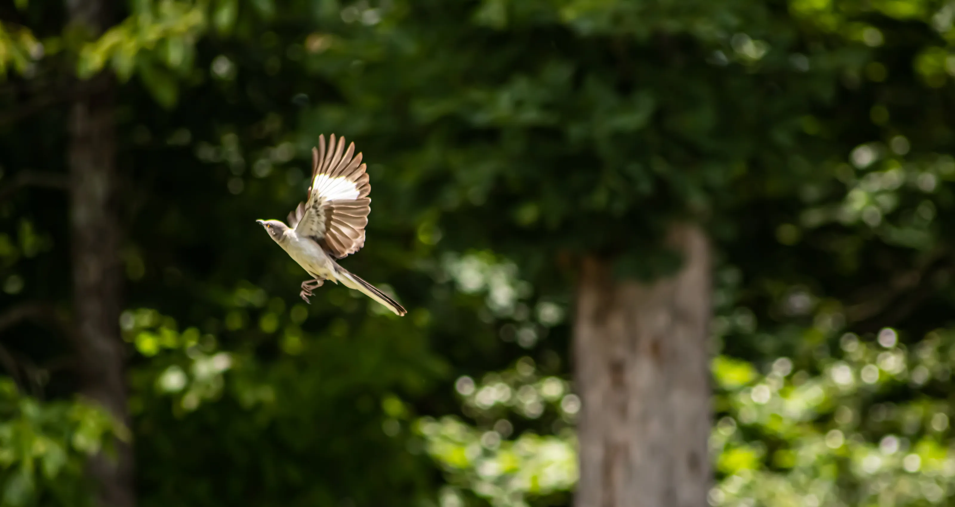 soar high