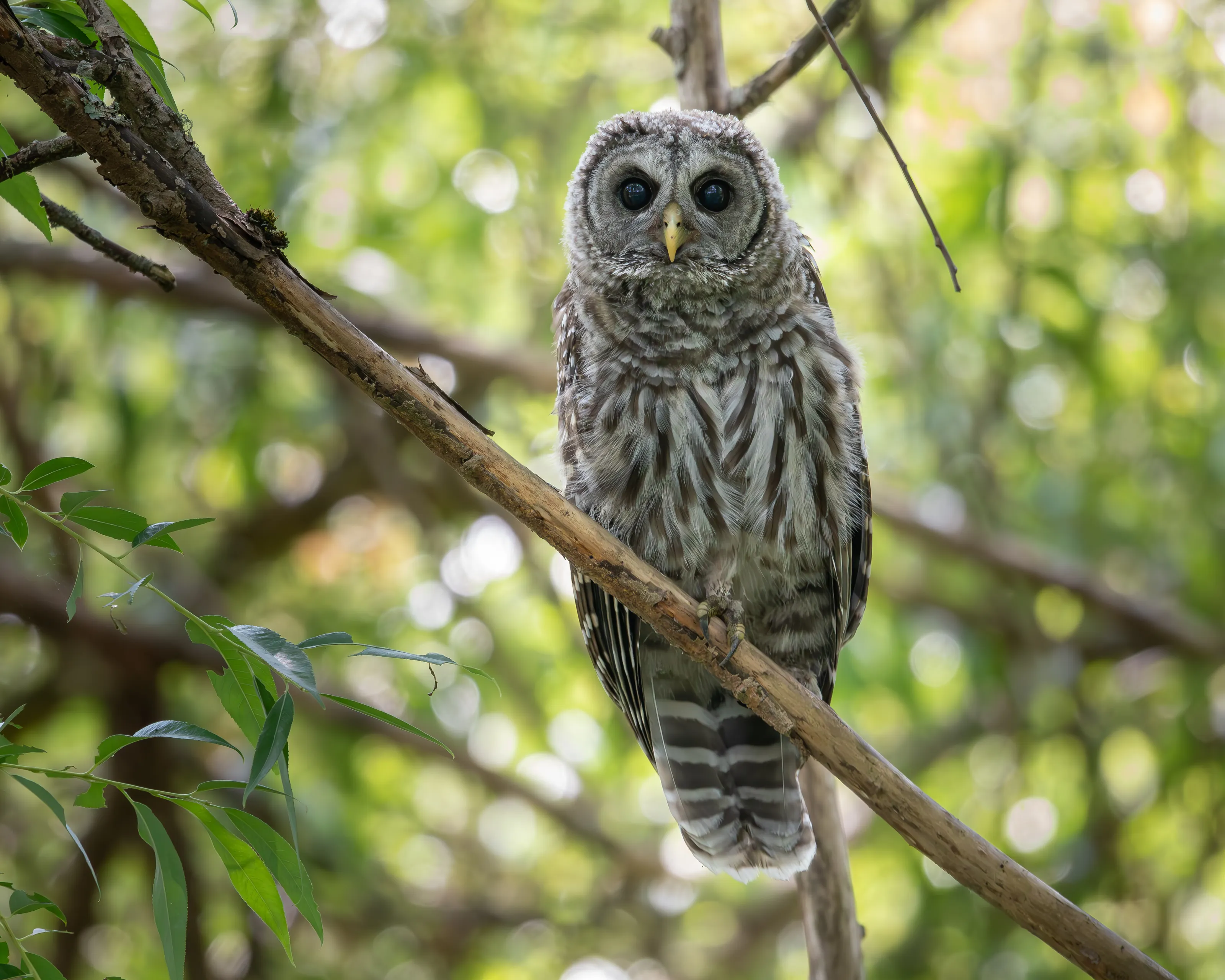 Juvenile Barred Owl
