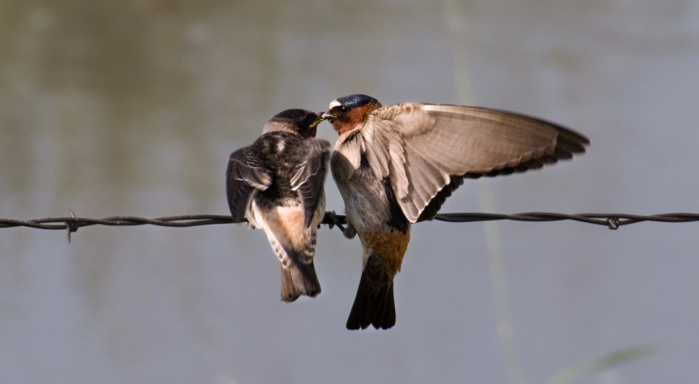 The feeder
