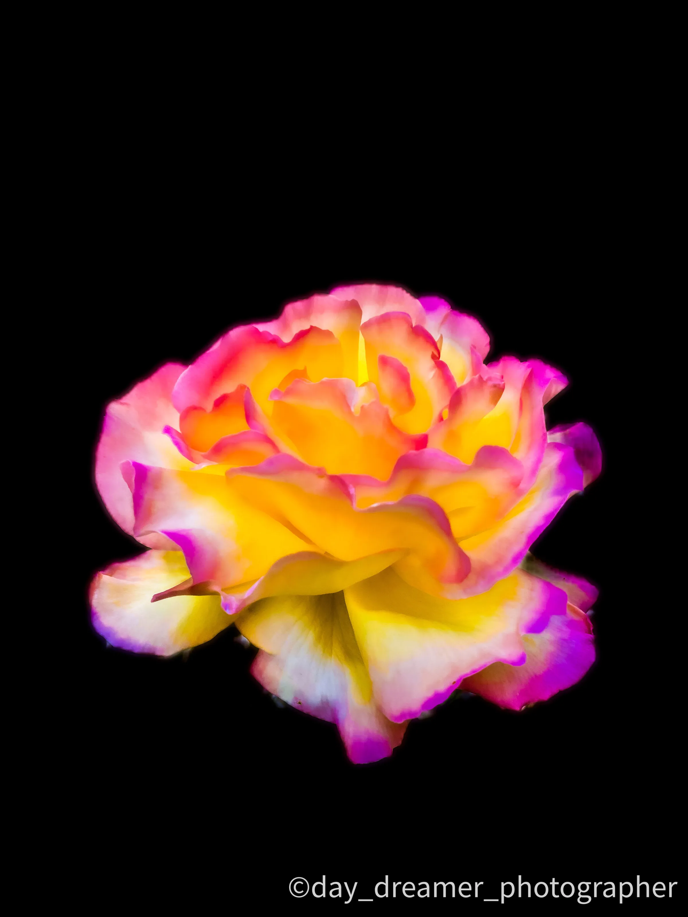 Flowers King - Rose
