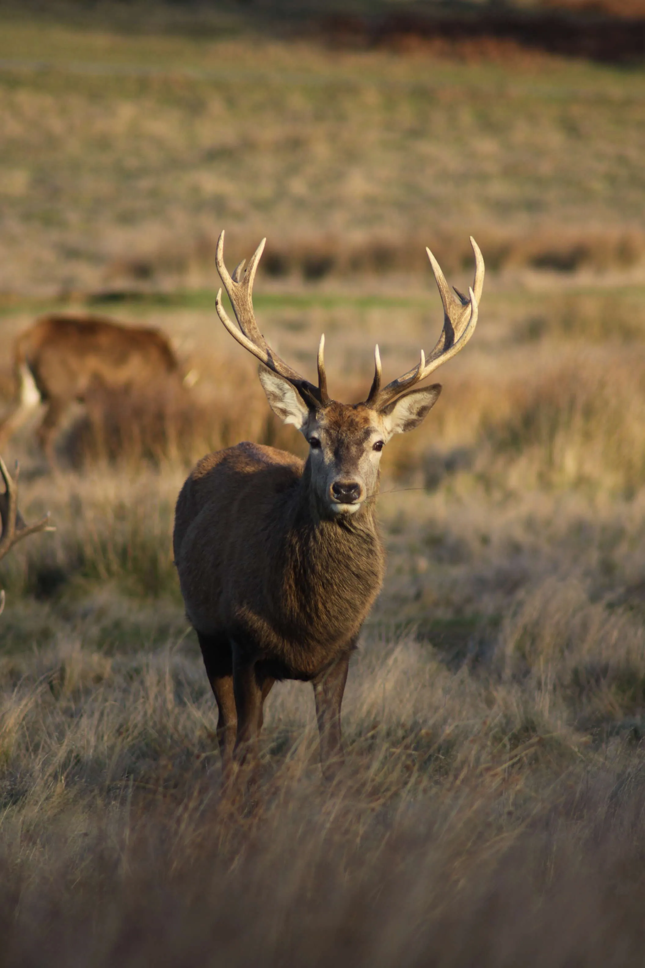Deer in Richmond Park