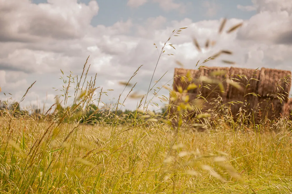 Farm Life