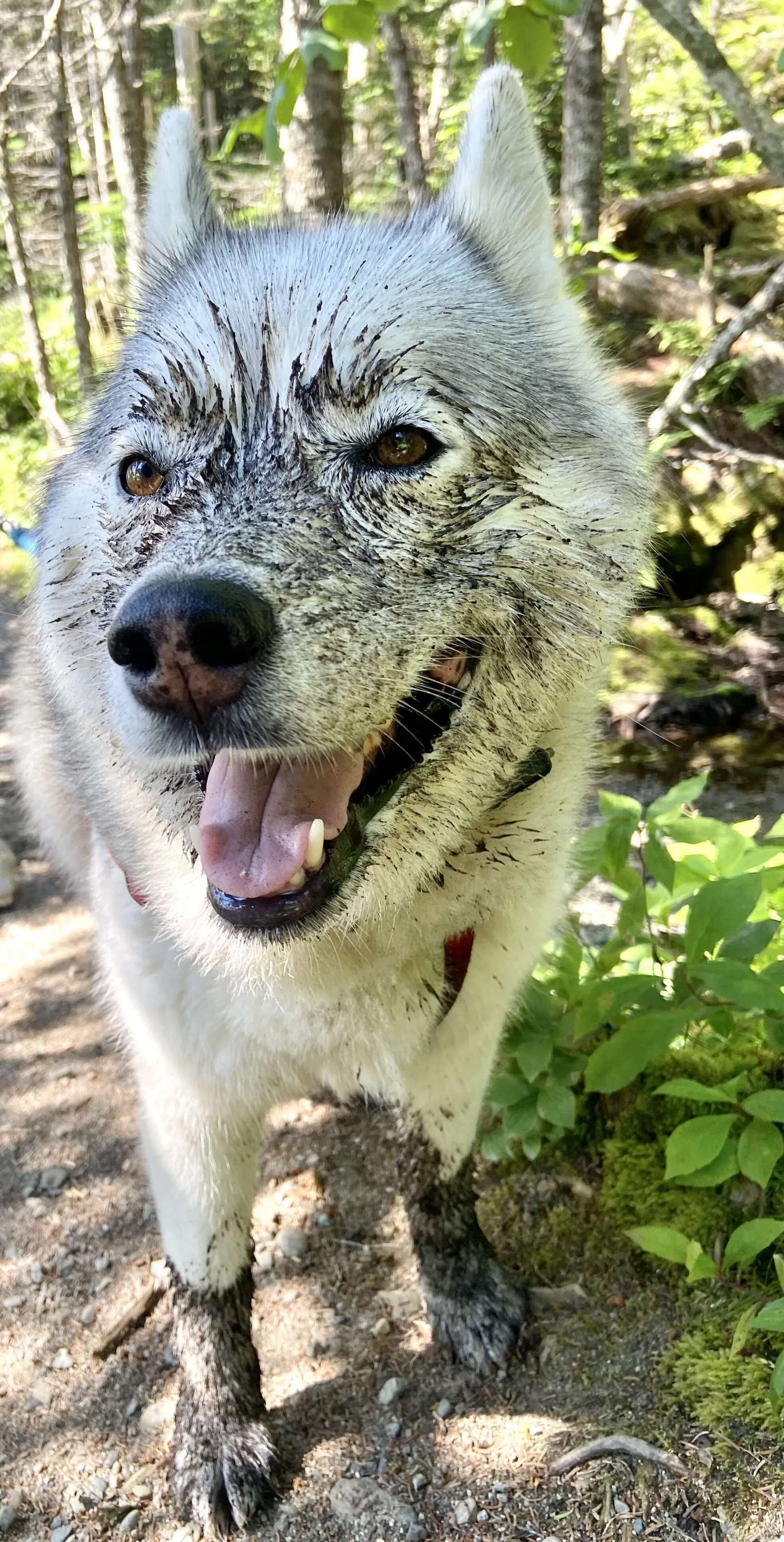 Dirty Dog