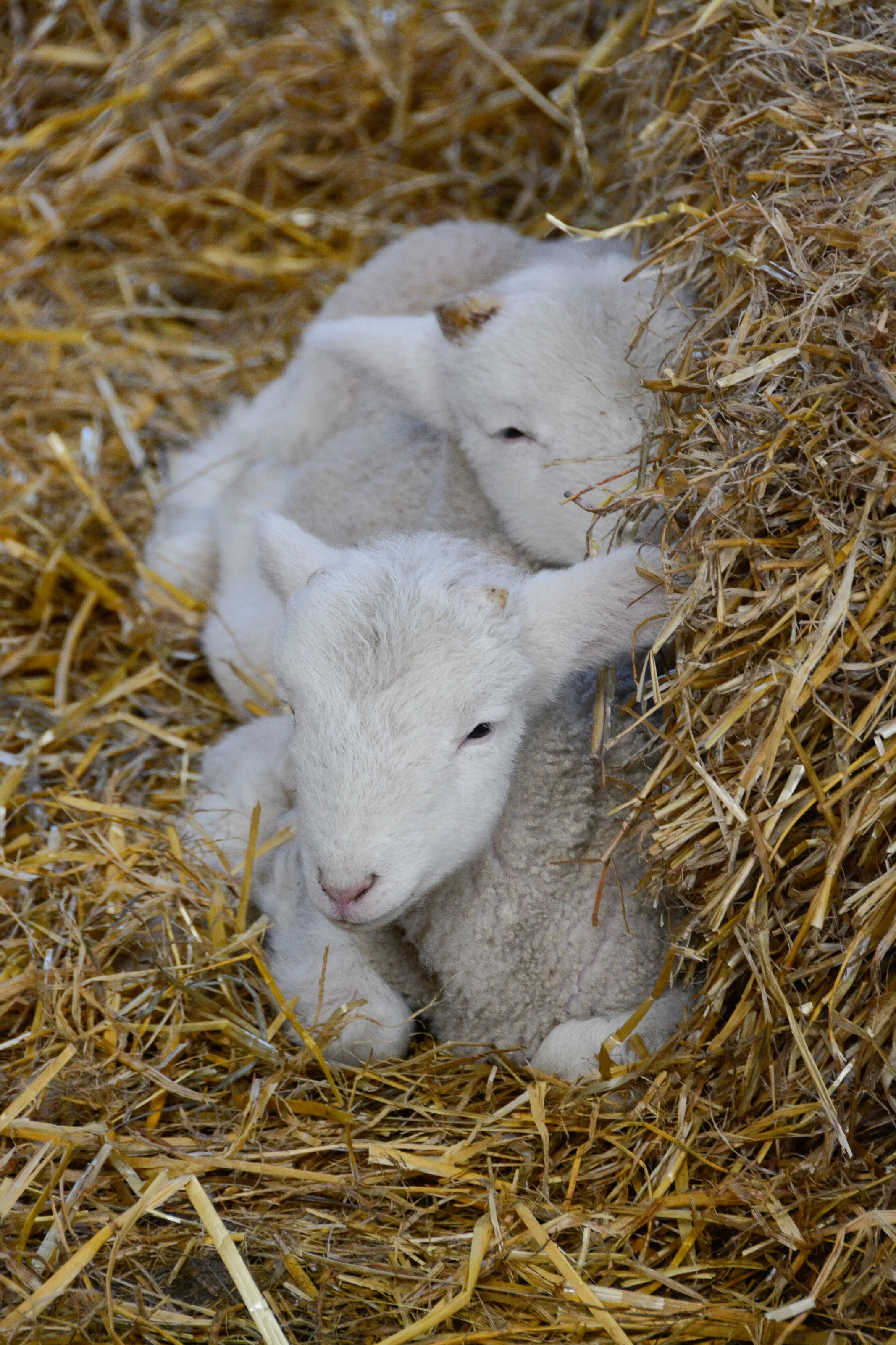 Newborn