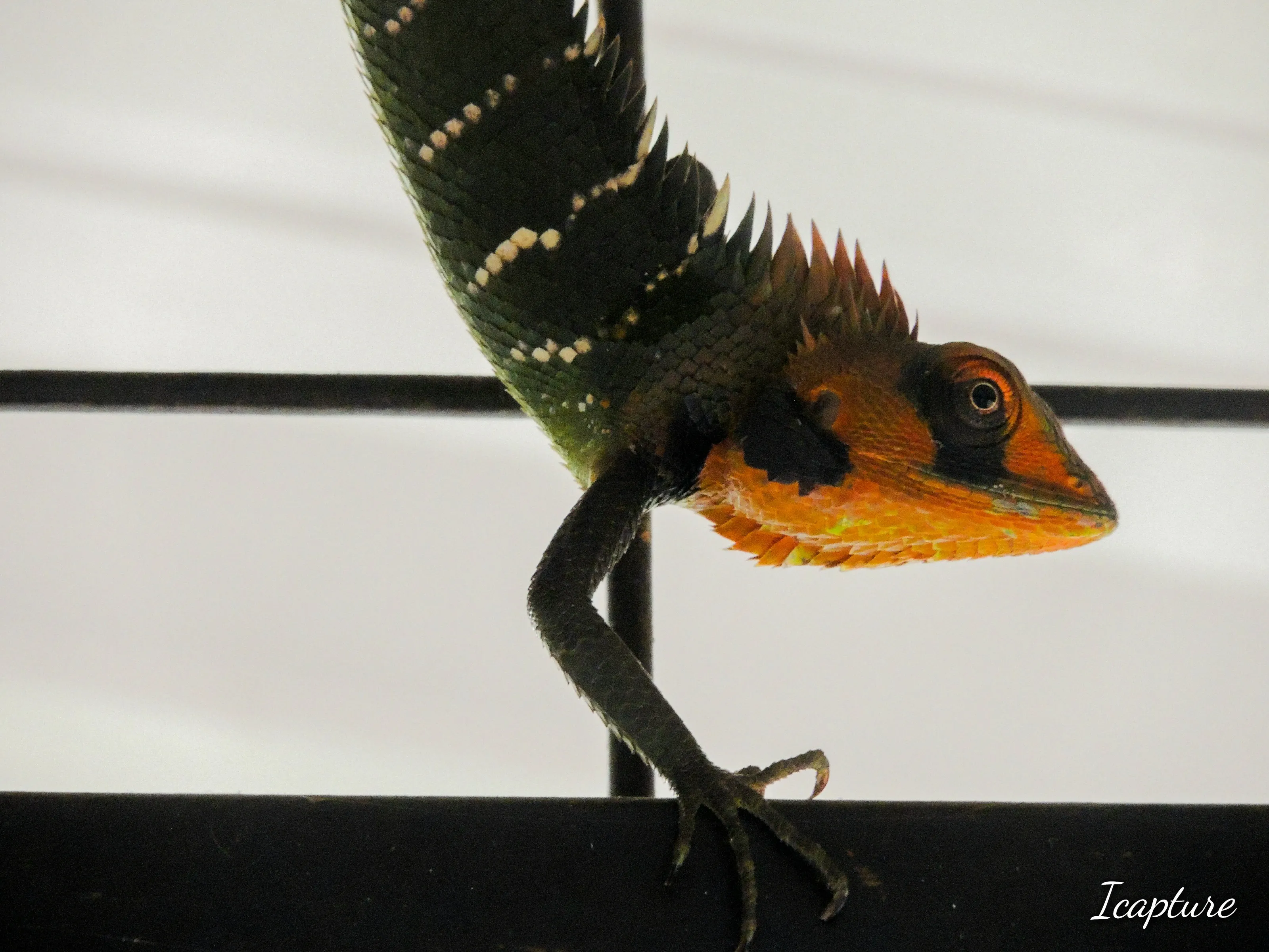 garden lizard