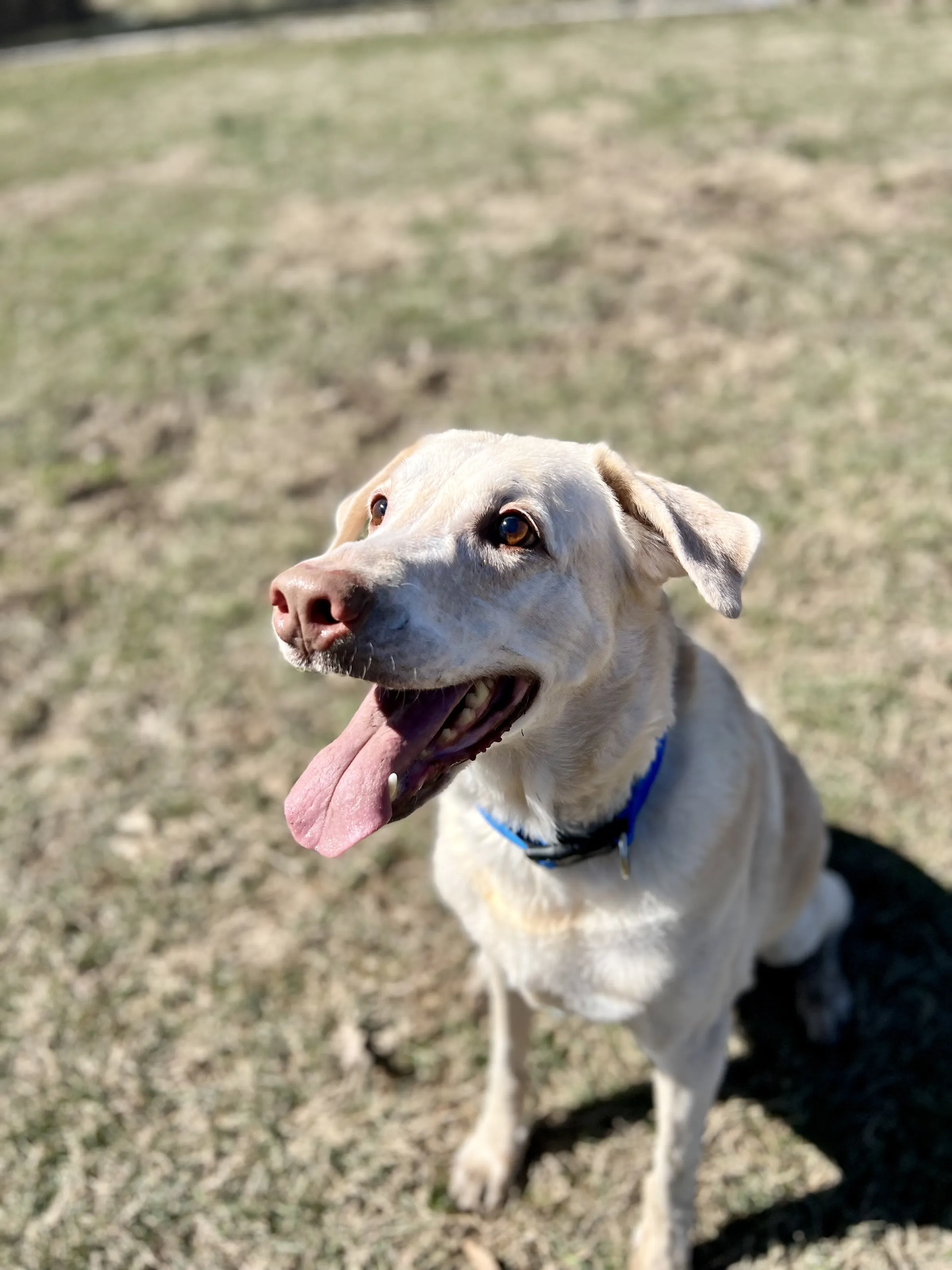 Happy Pup