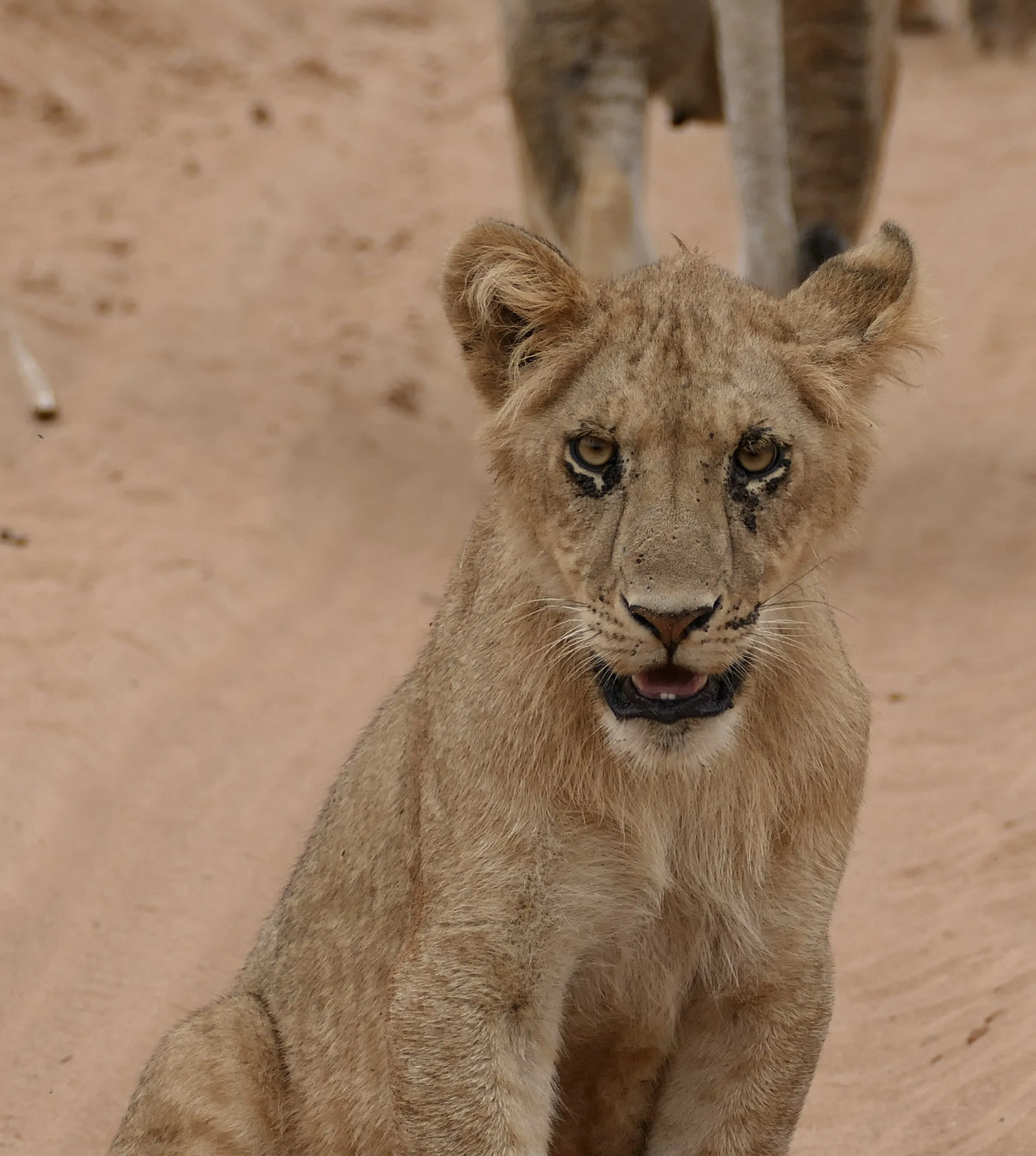 Young Lion