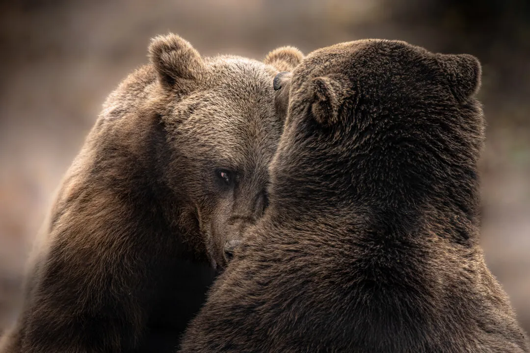 Brother Bears