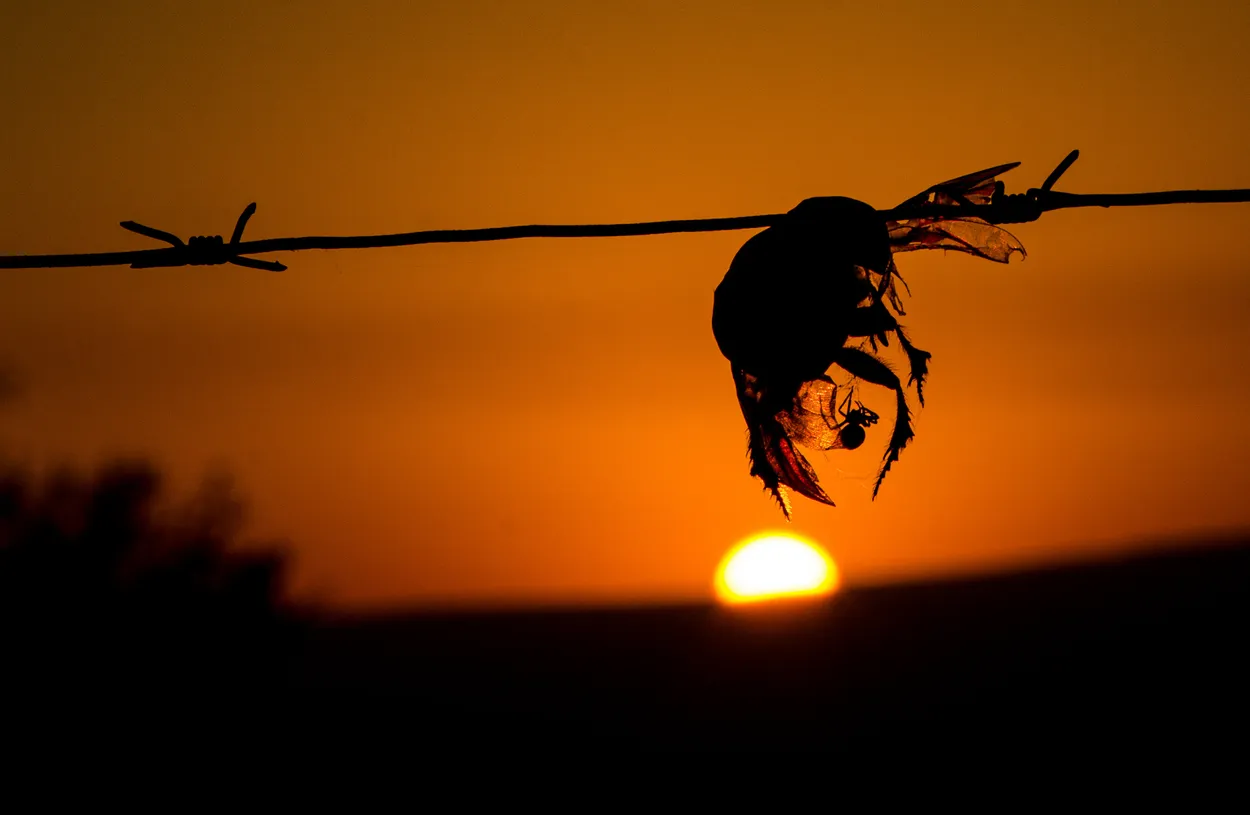 Life in death