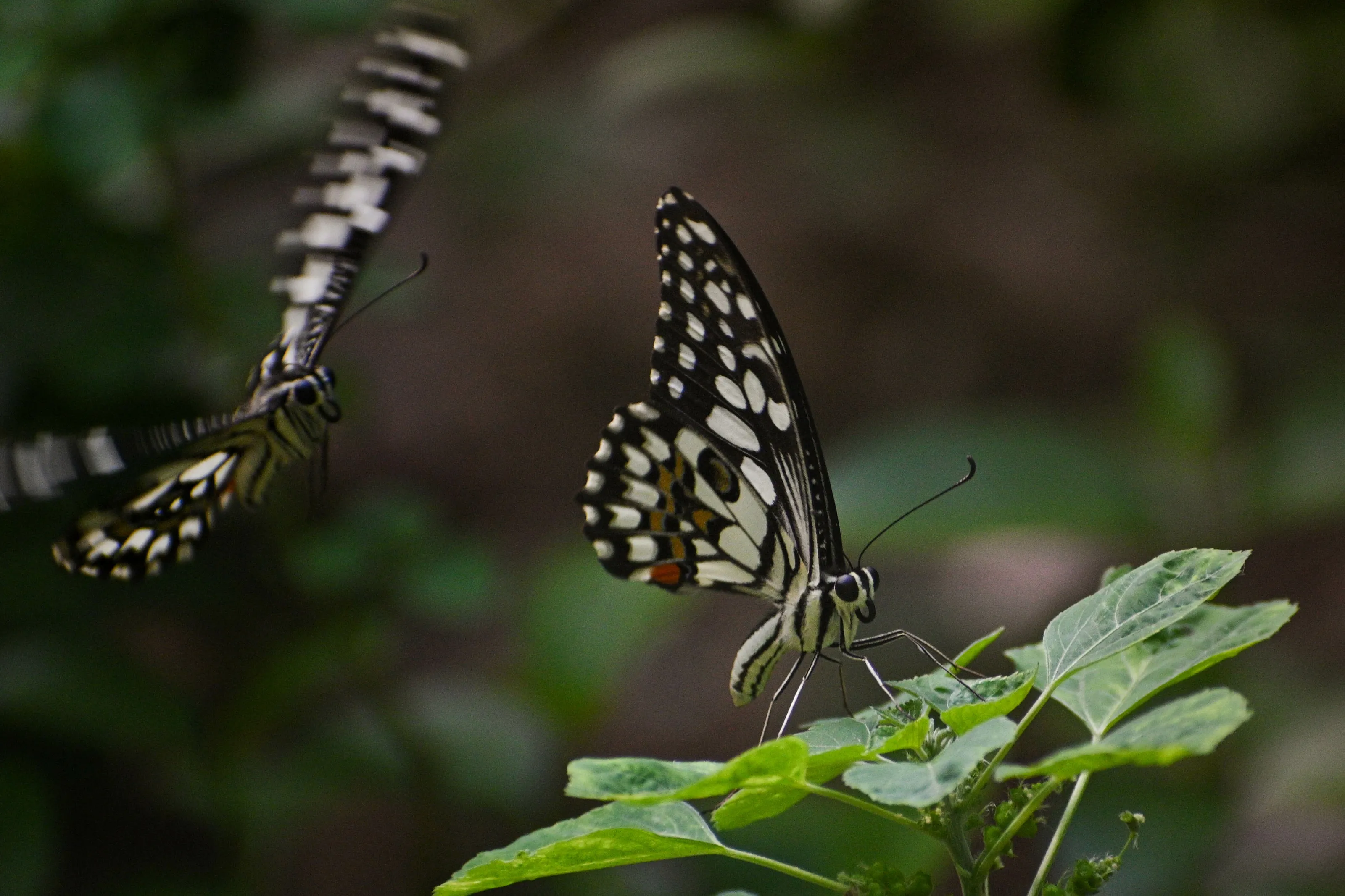 Lime swallowtails