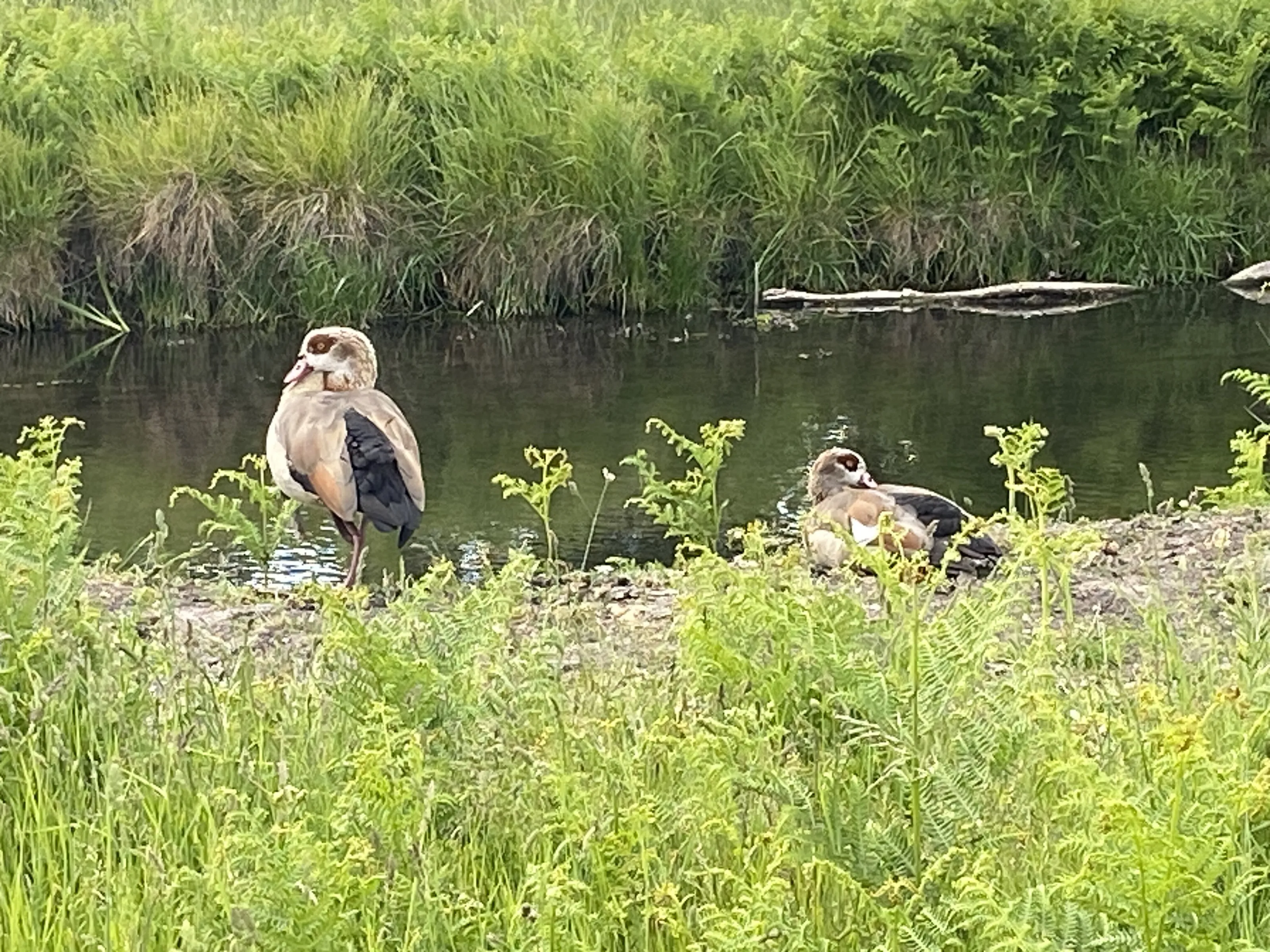 Egyptian geese relaxing