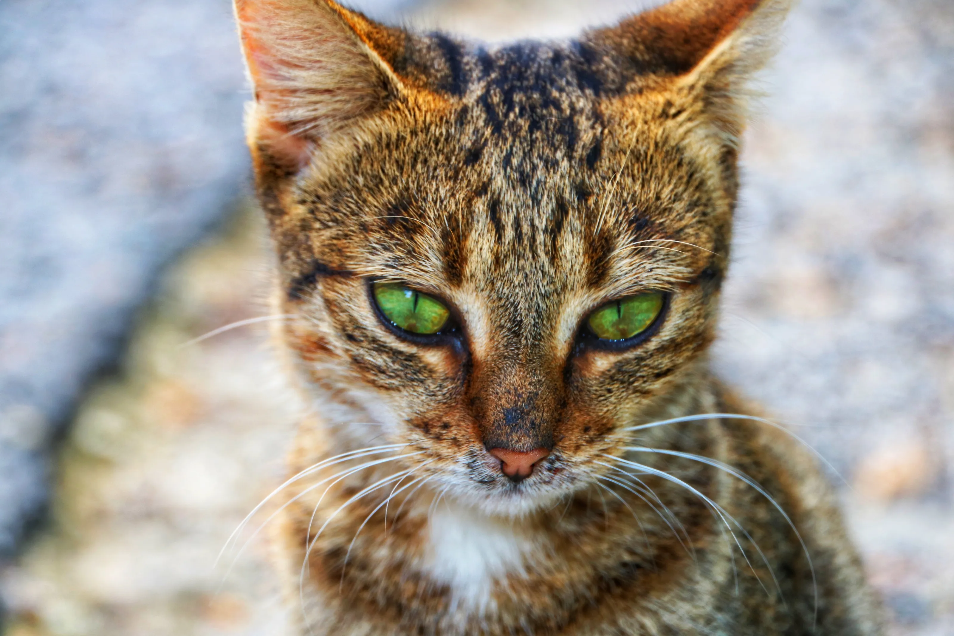 Green Eyes