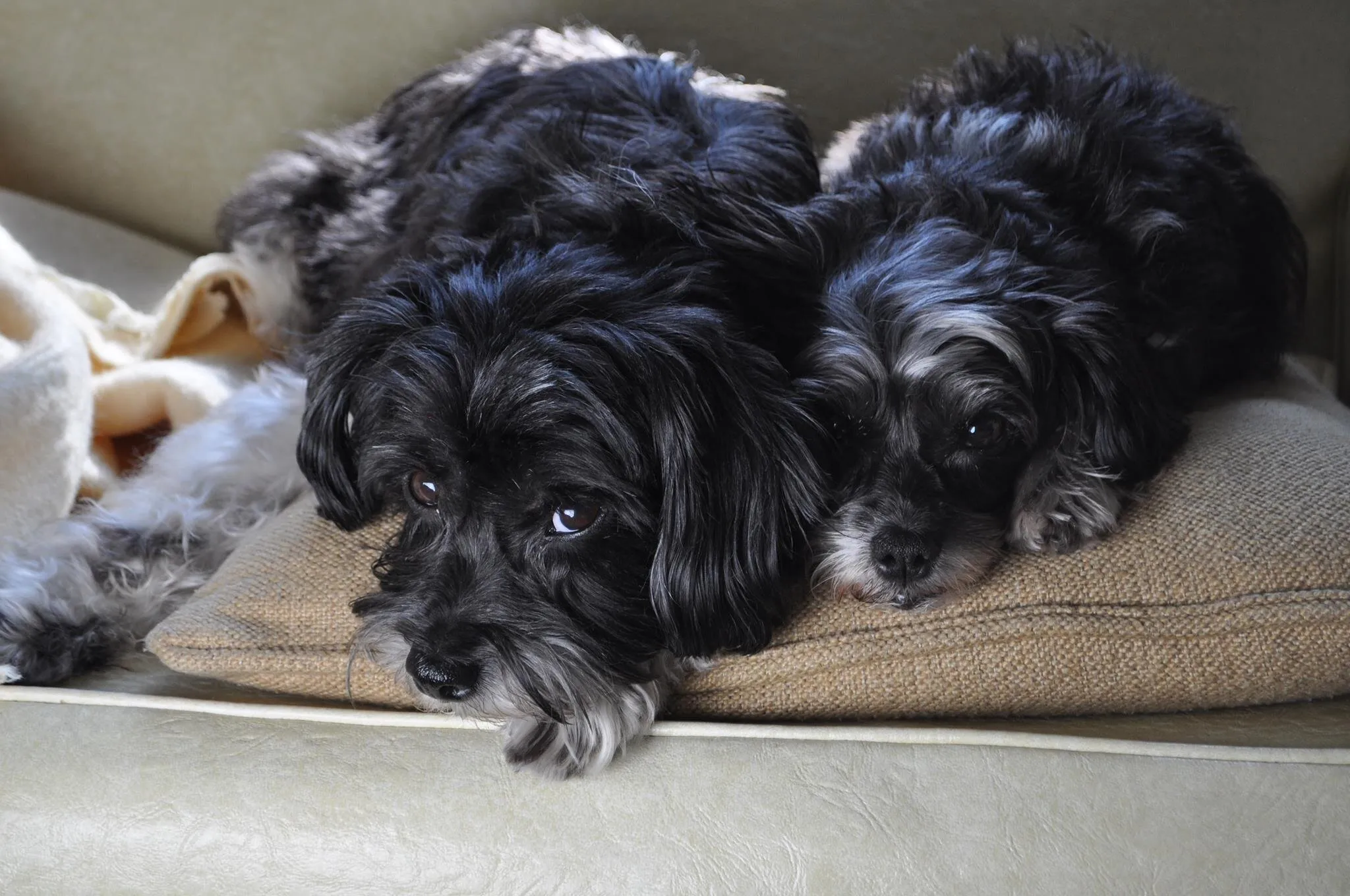Bonded Littermates at Rest :)