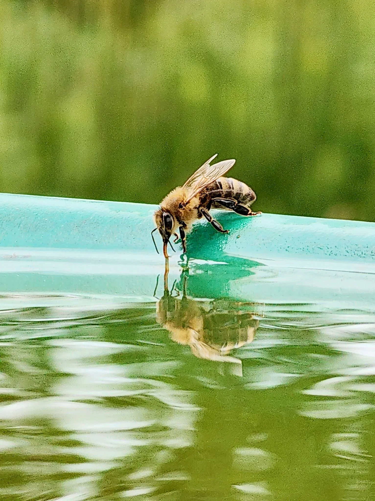 A Thirsty Bee