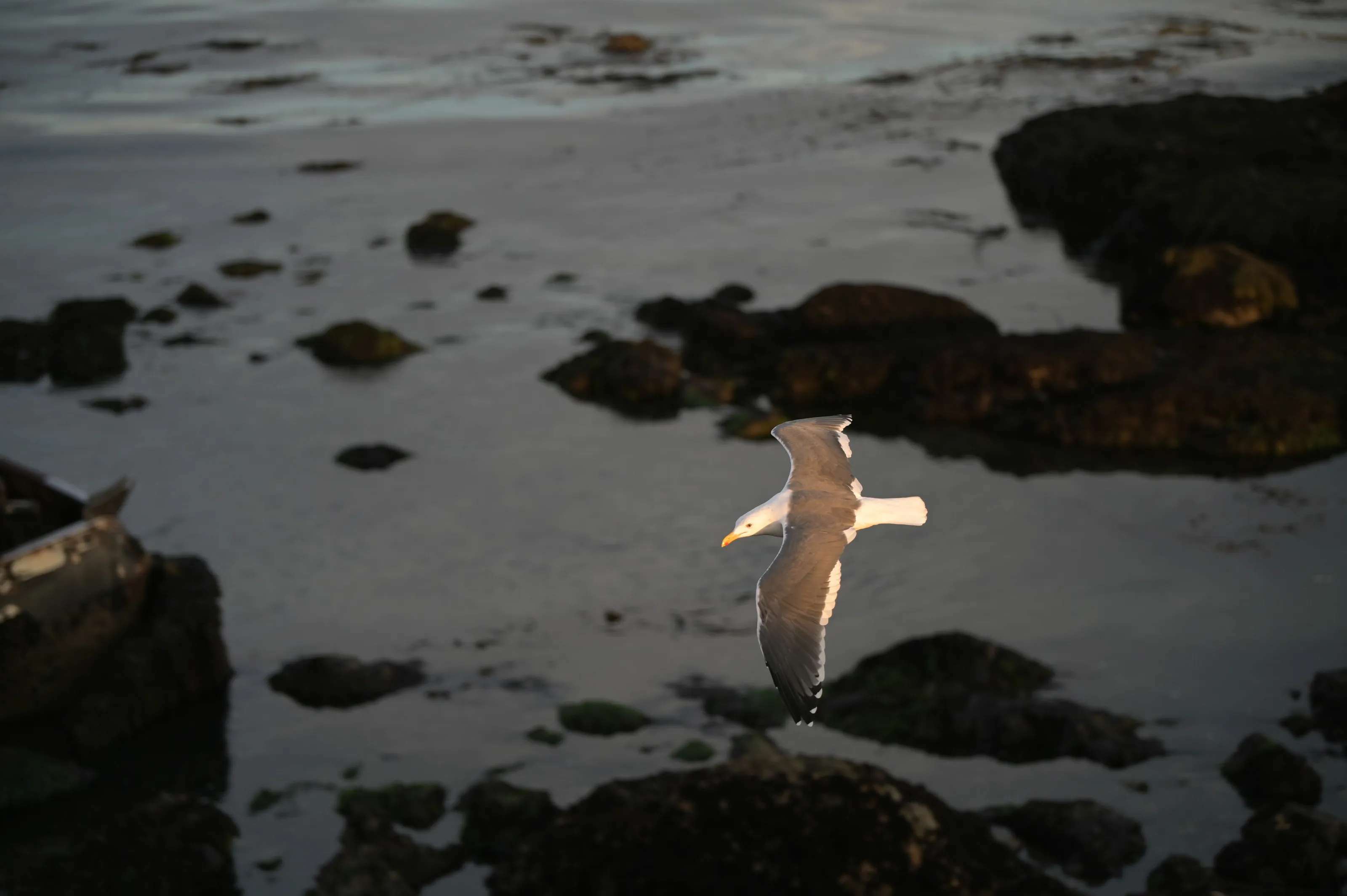 Seagull Sunset