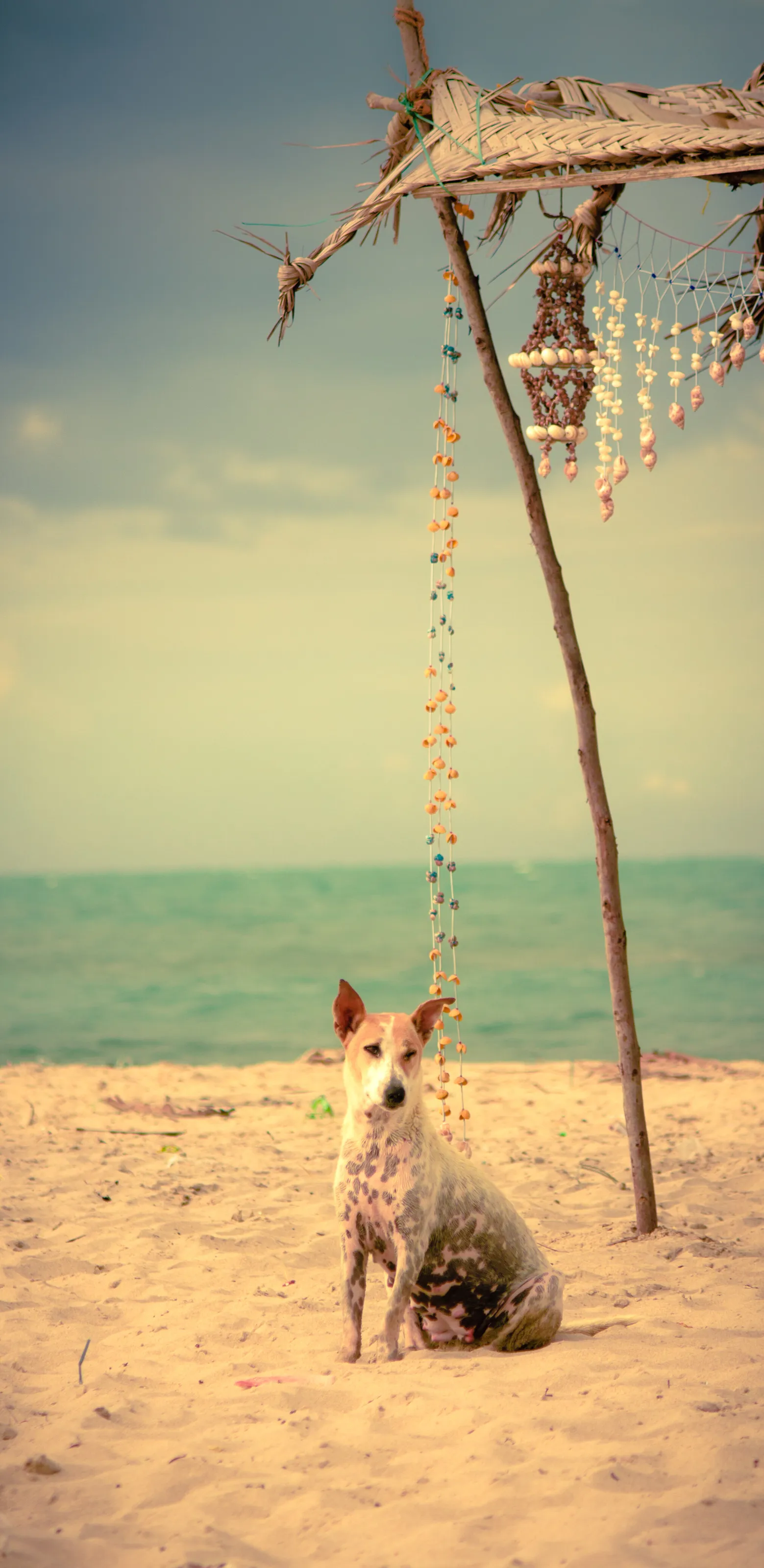 Dog and shells