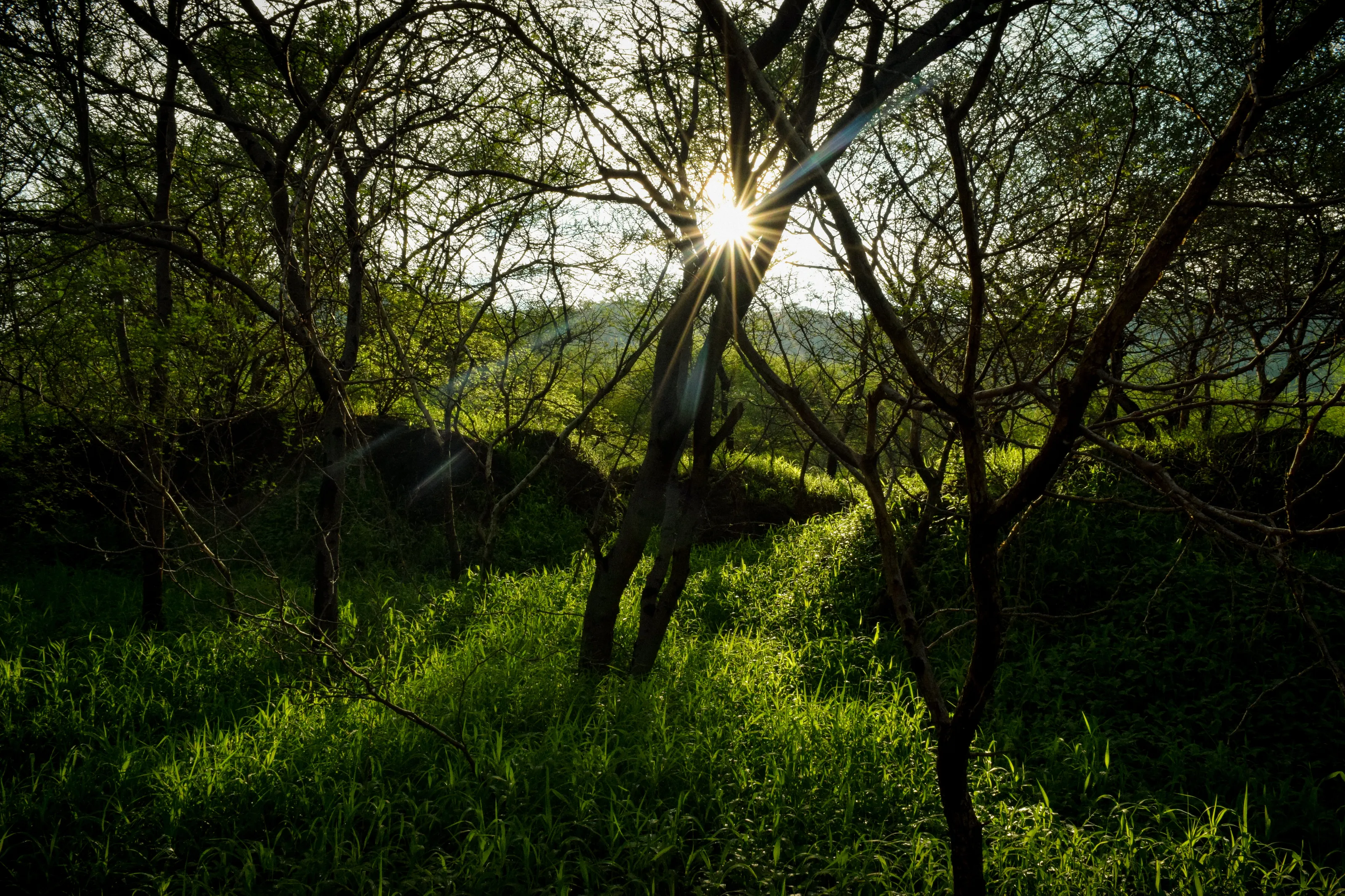 Sun through the trees