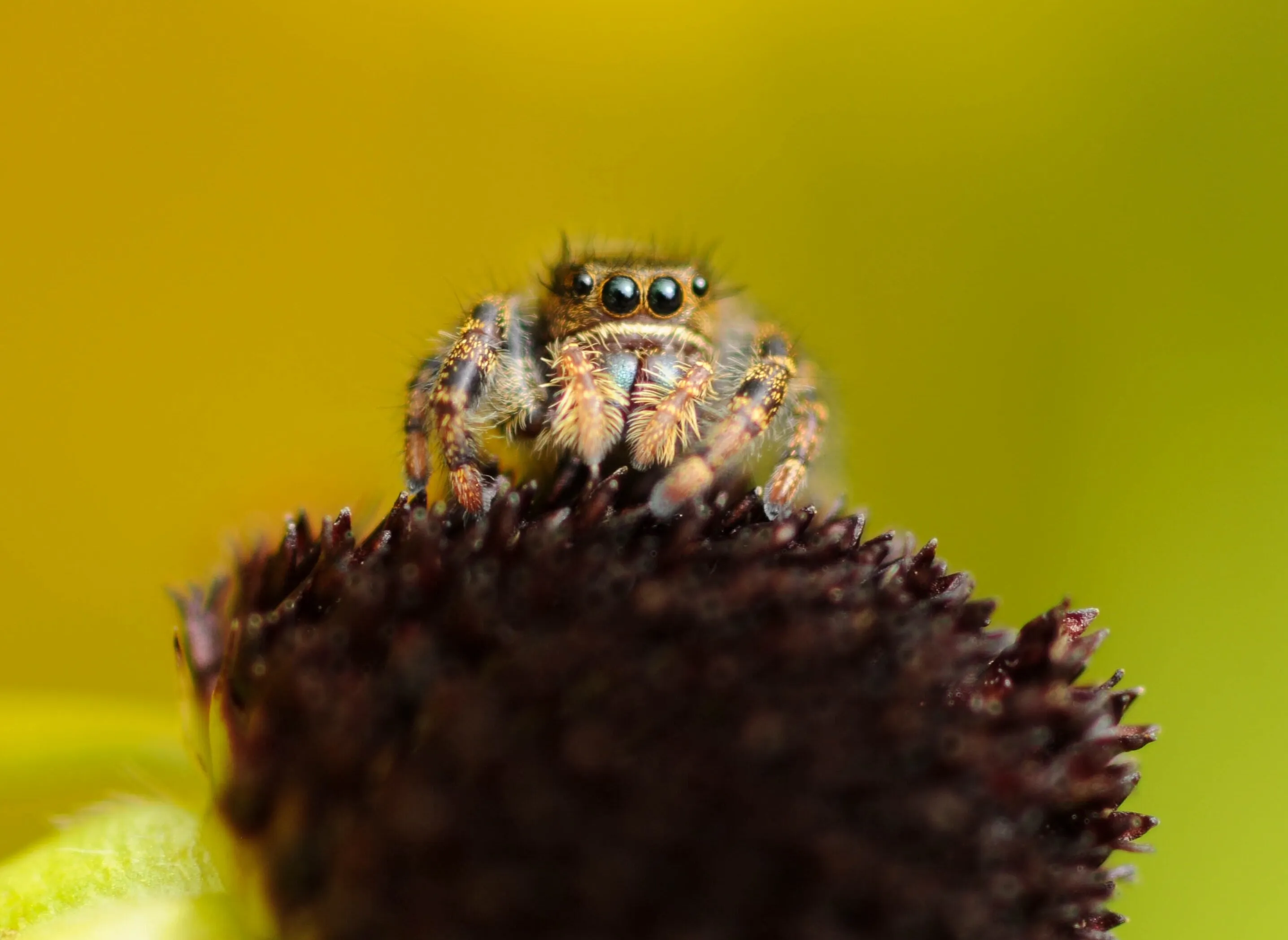 Jumping spider