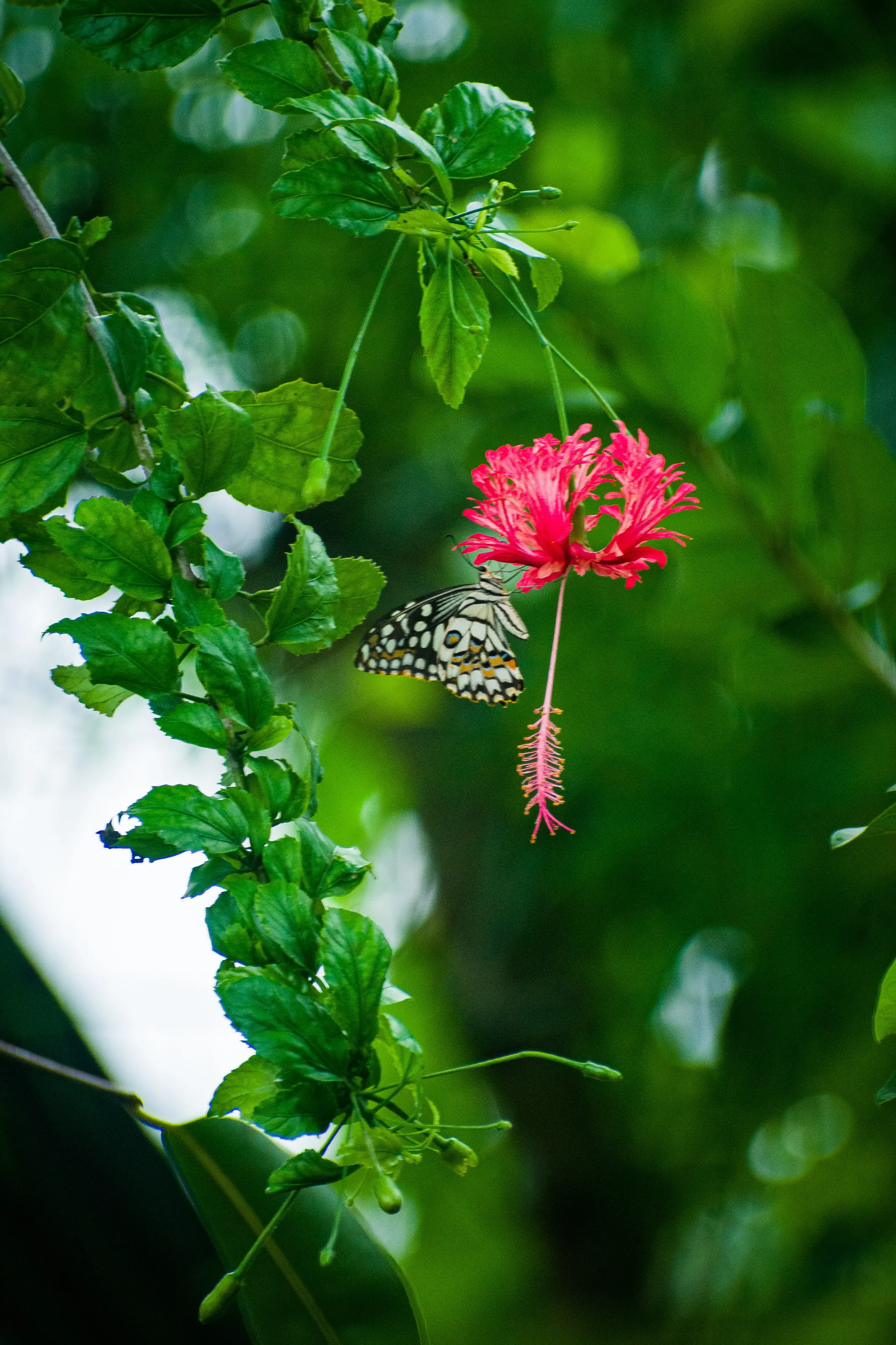 Butterfly on the flower.