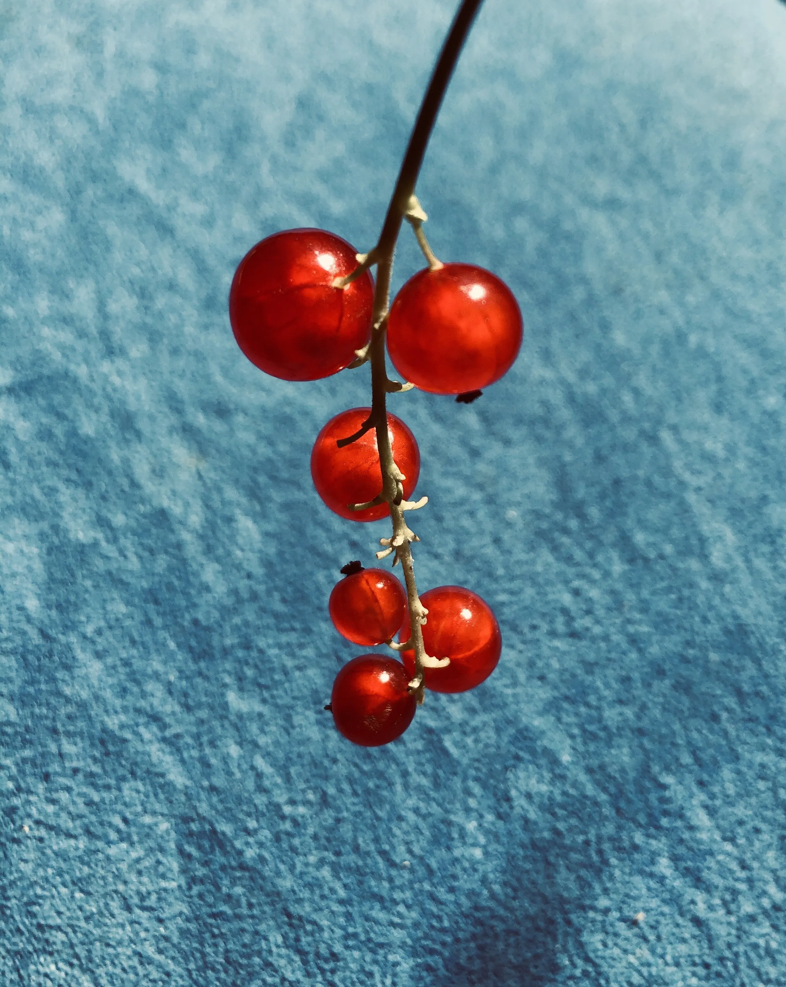 Johannisbeeren
