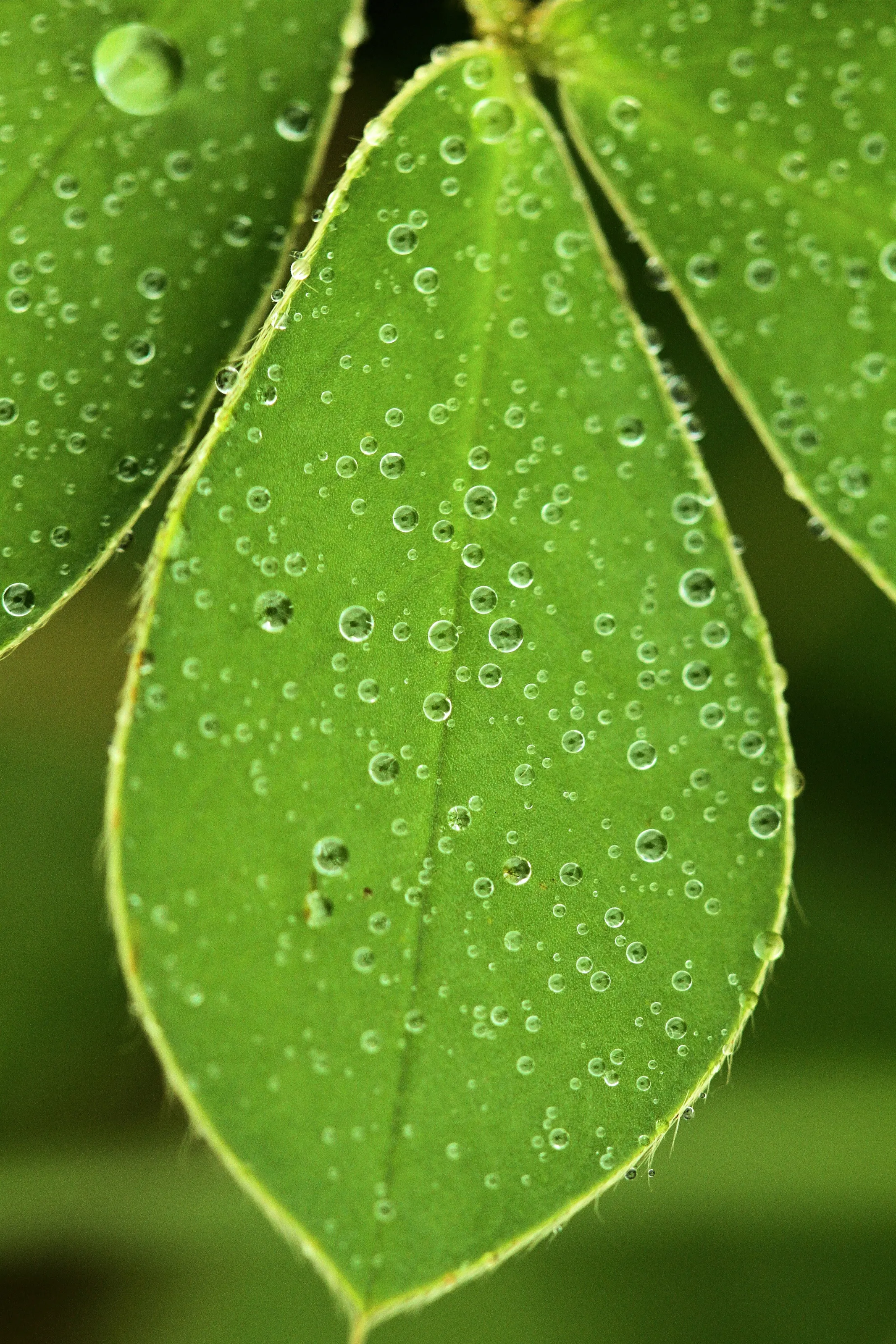 waterdrop