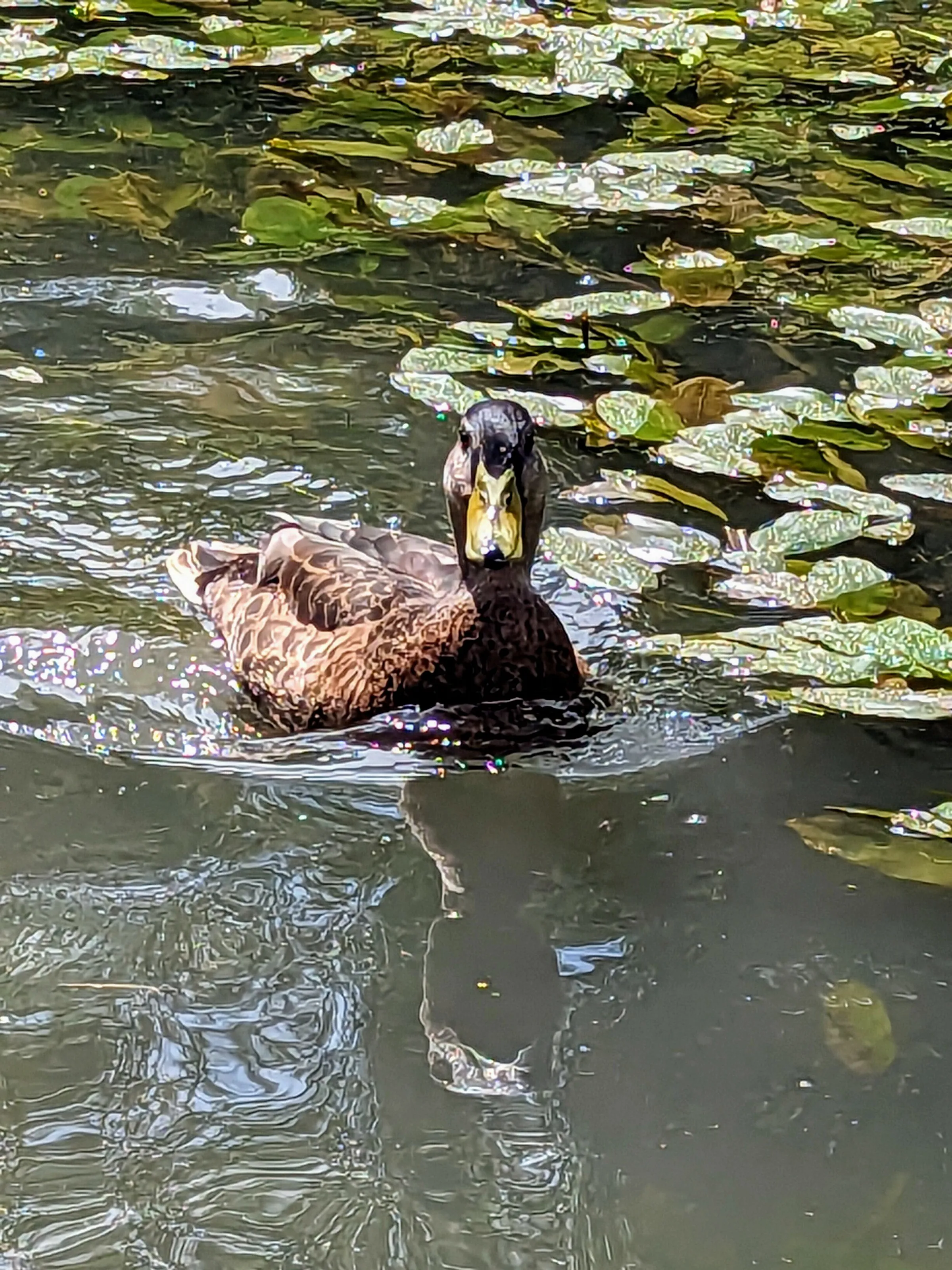 Nice Weather For Ducks