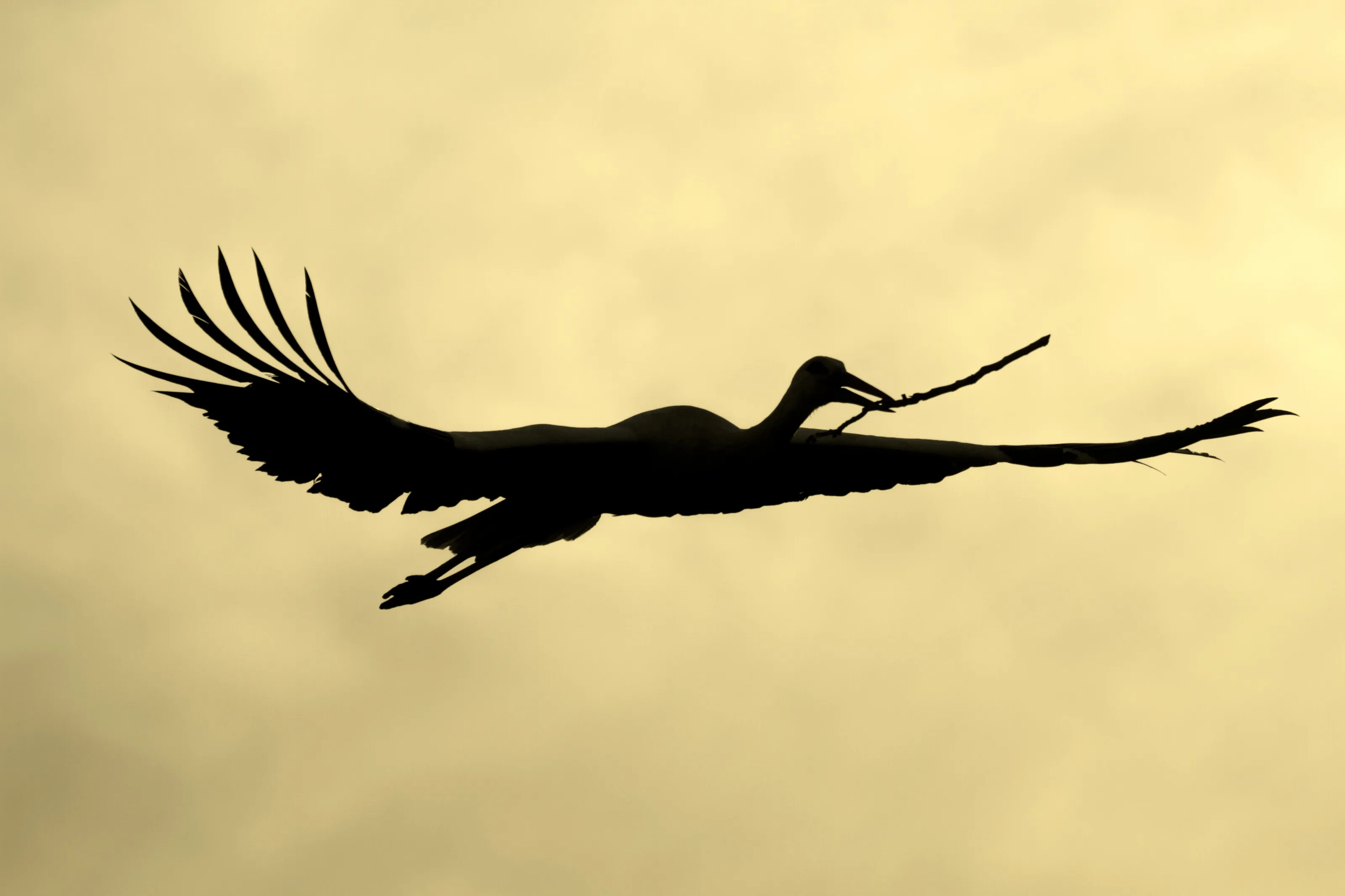 Stork