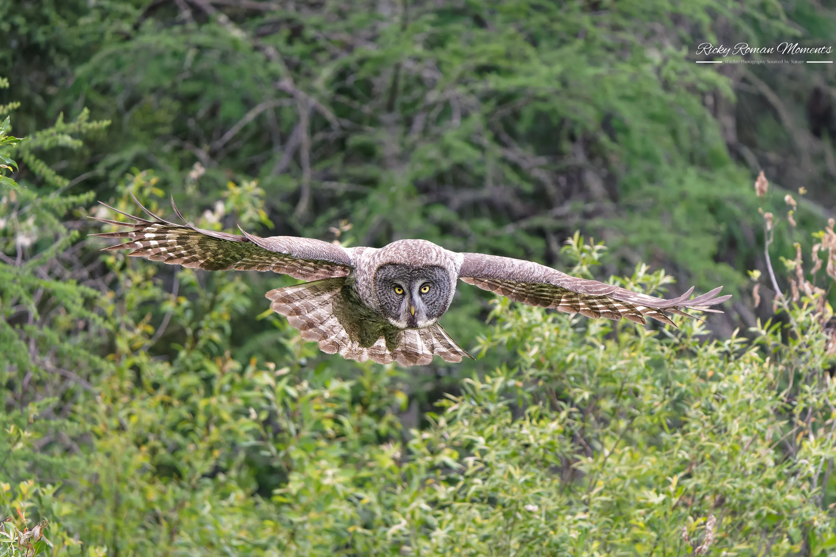 Great Grey Owl