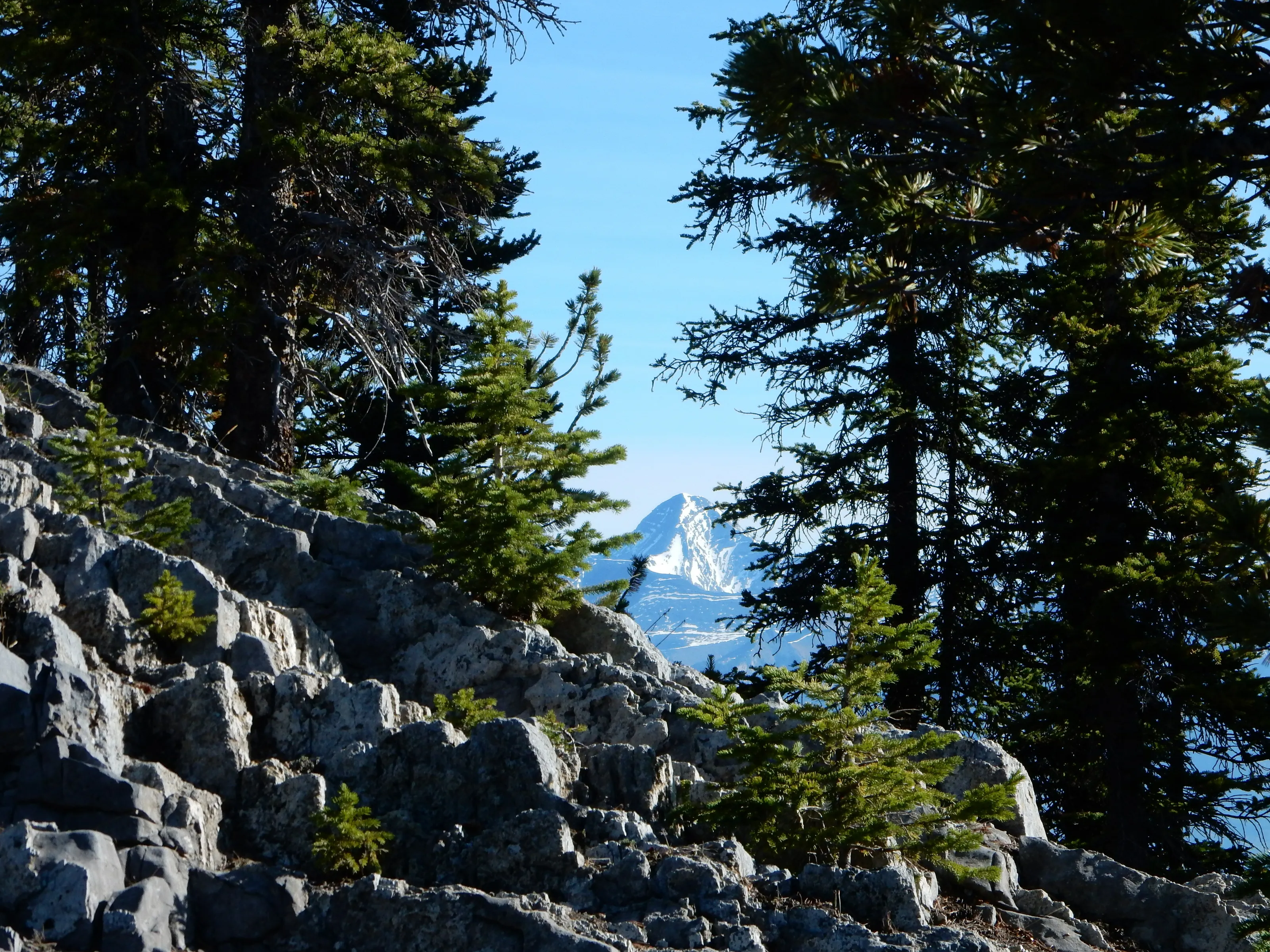 Between the trees