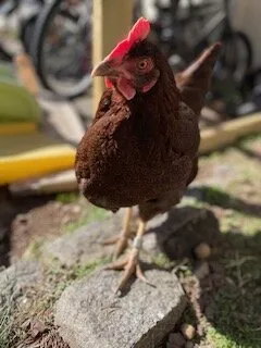Banner image