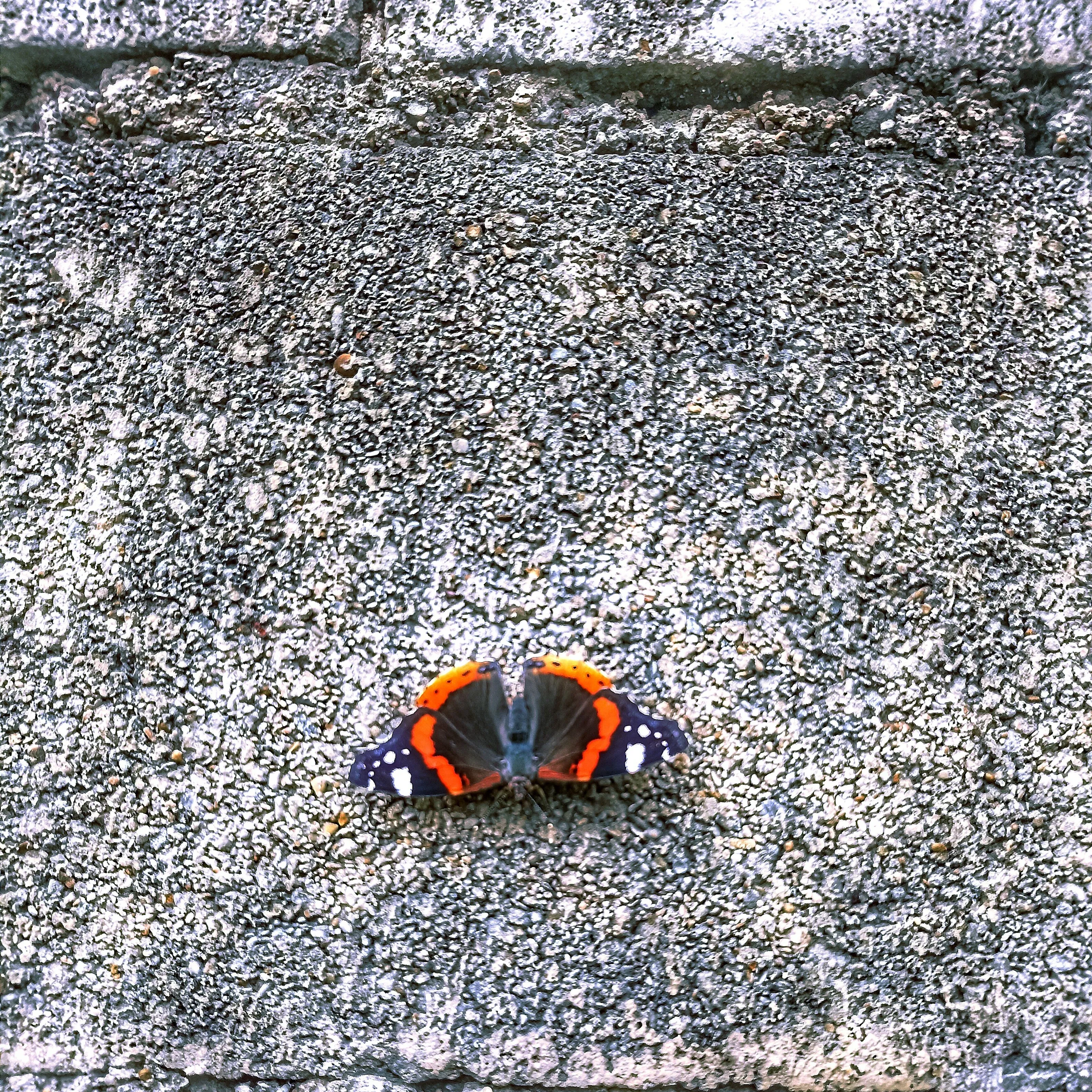 Concrete and butterfly