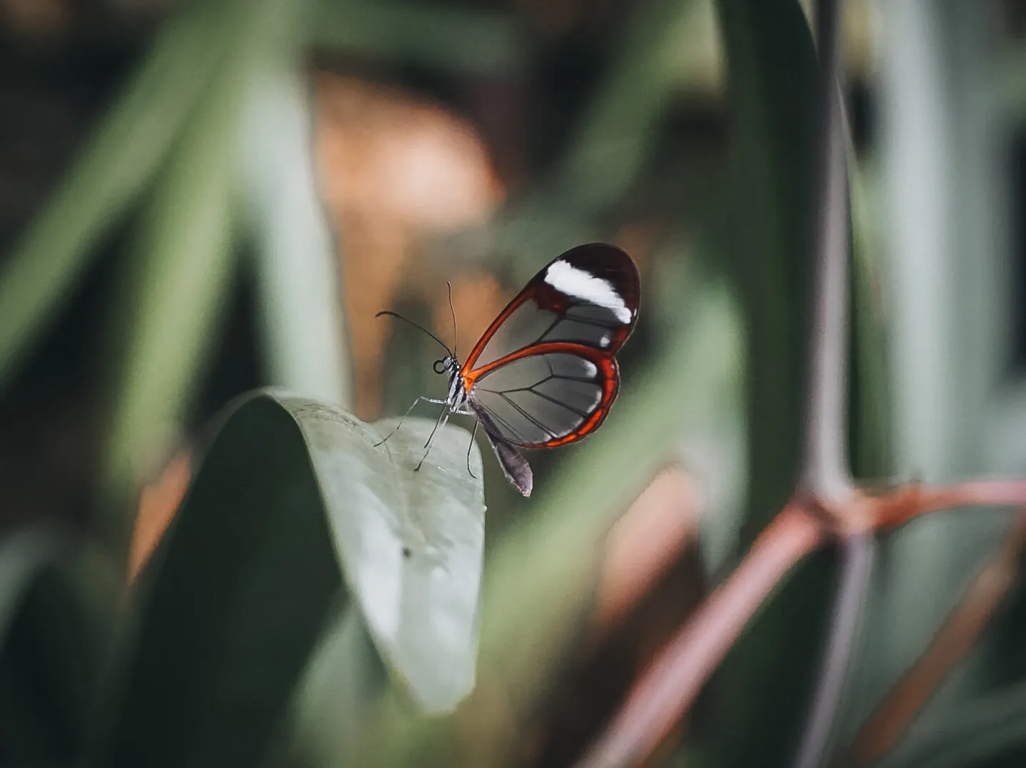 Butterfly in Copenaghen