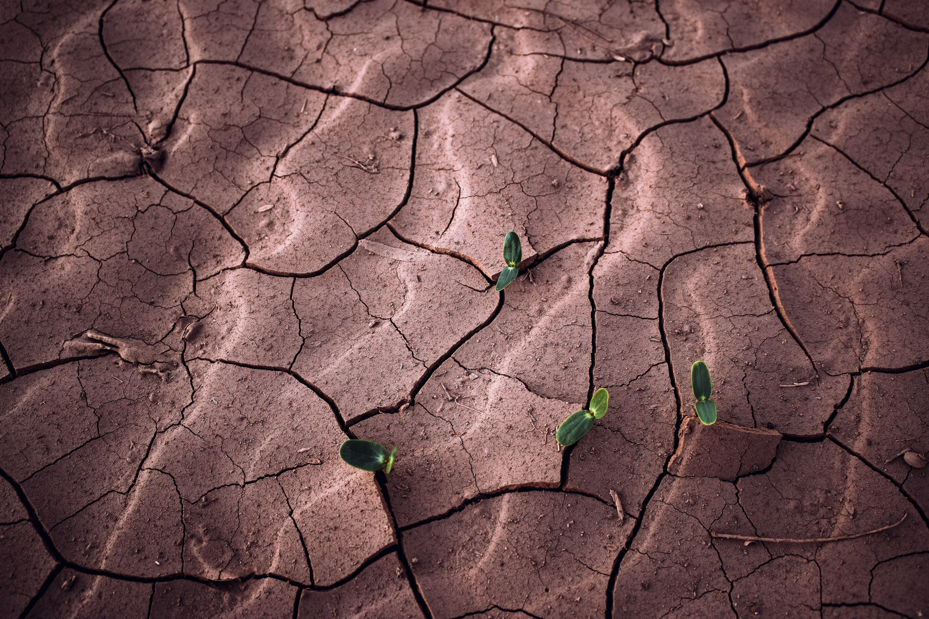 Patterns in the earth