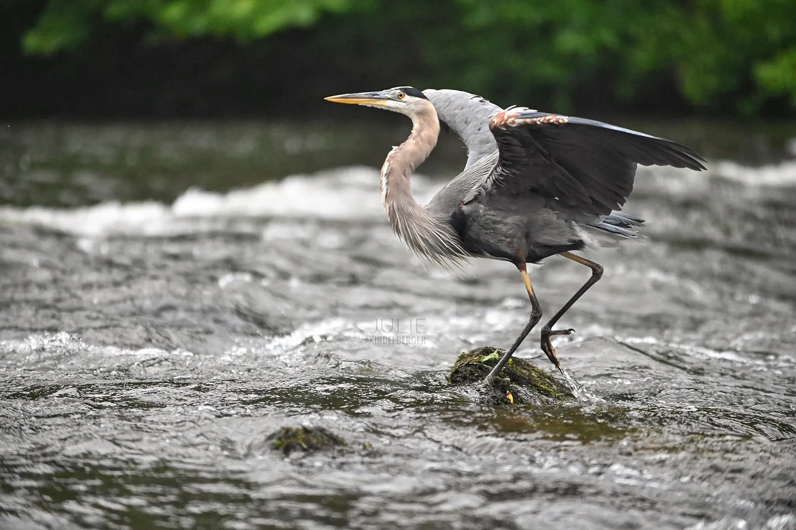 Graceful Heron