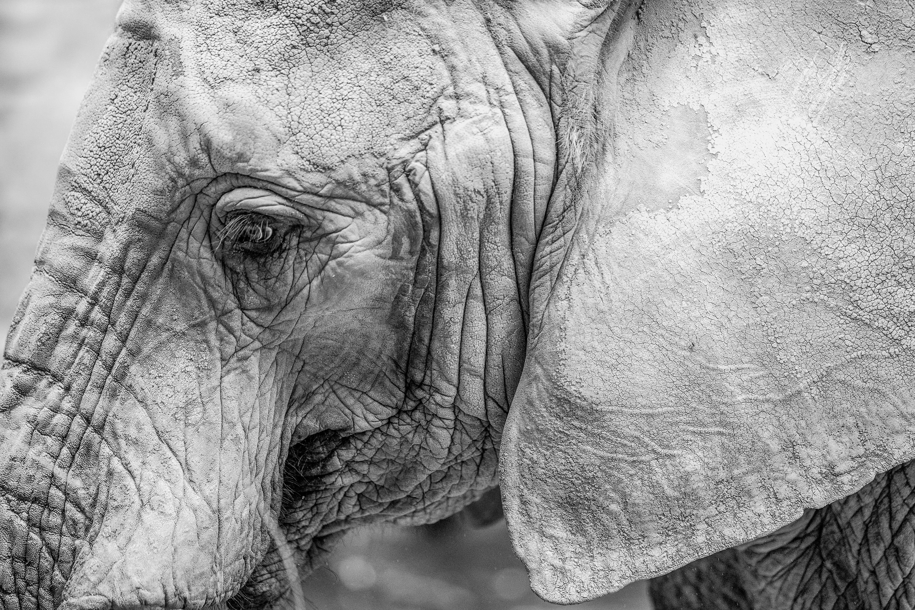 the structure of an elephant