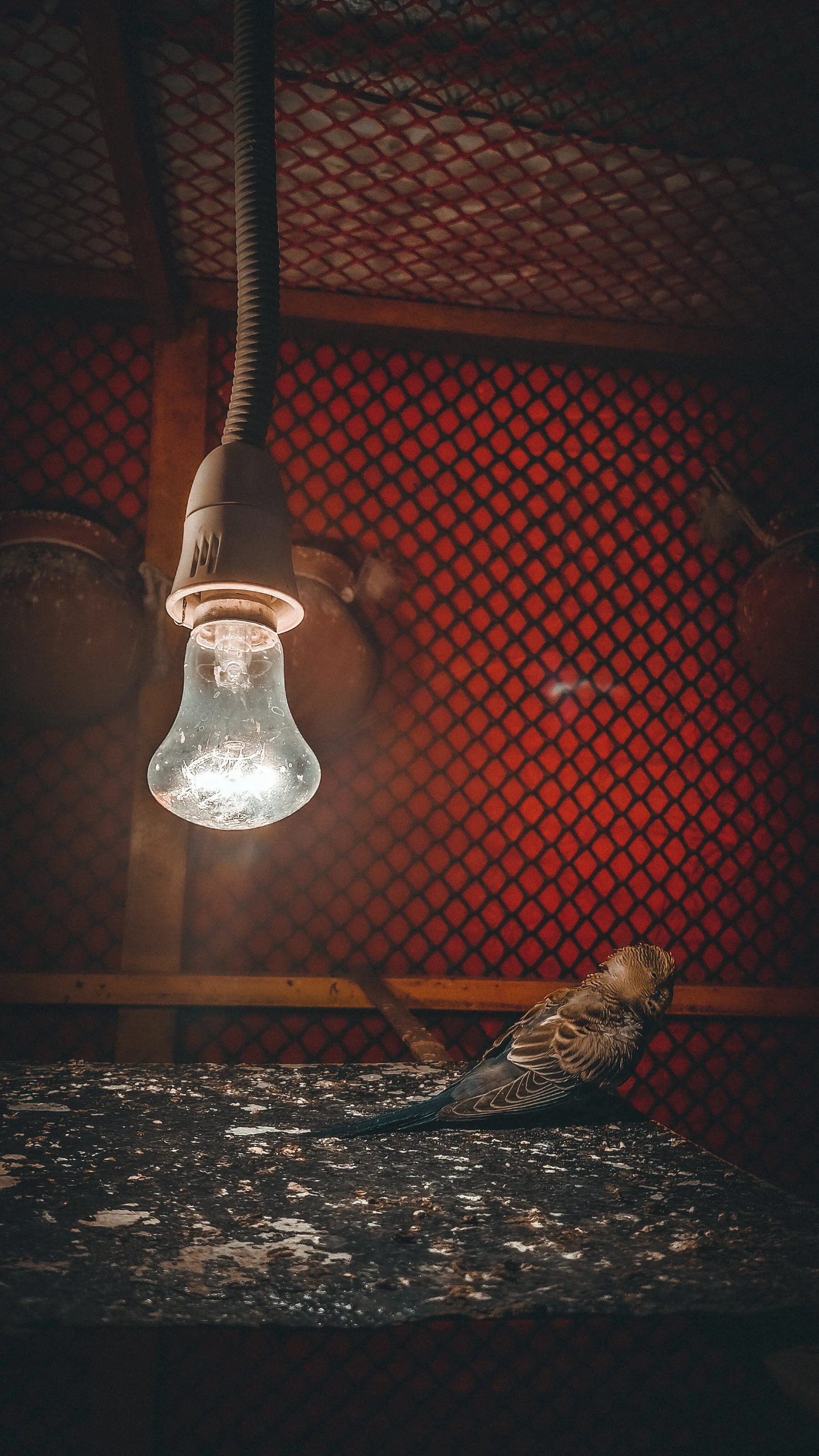 Bird in prison