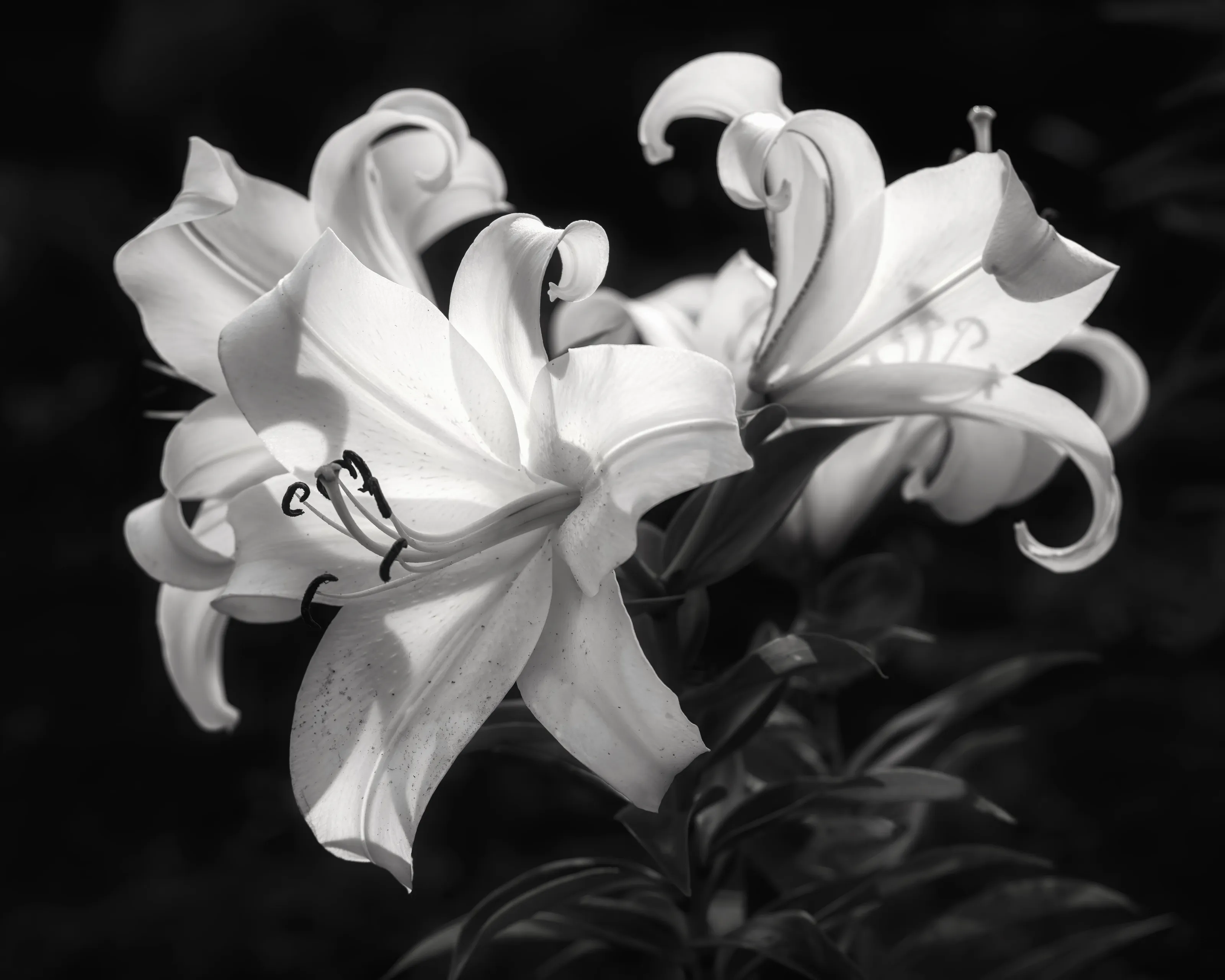 "Golden Romance" In Backlight
