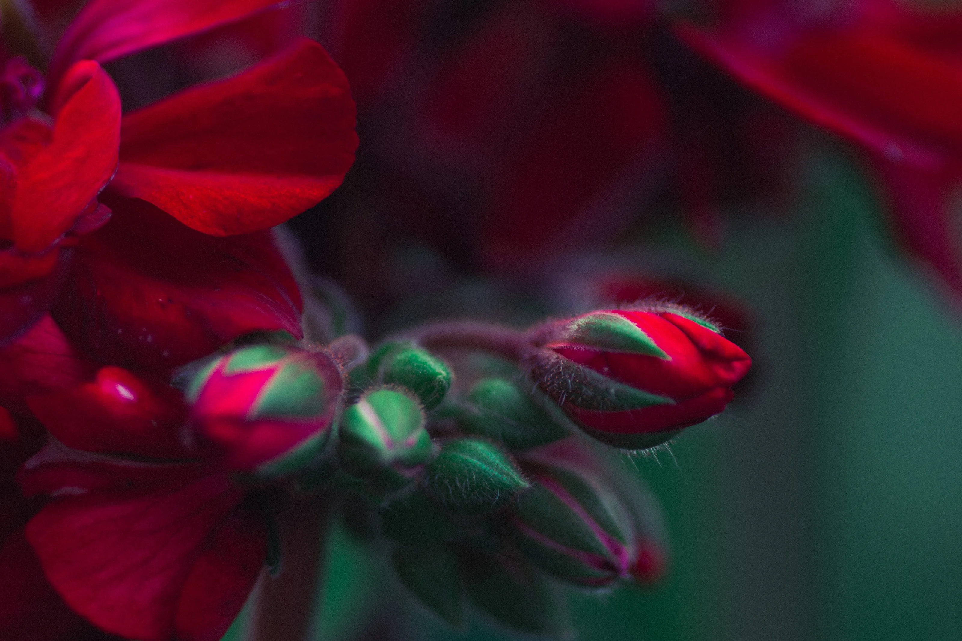 Fleurs