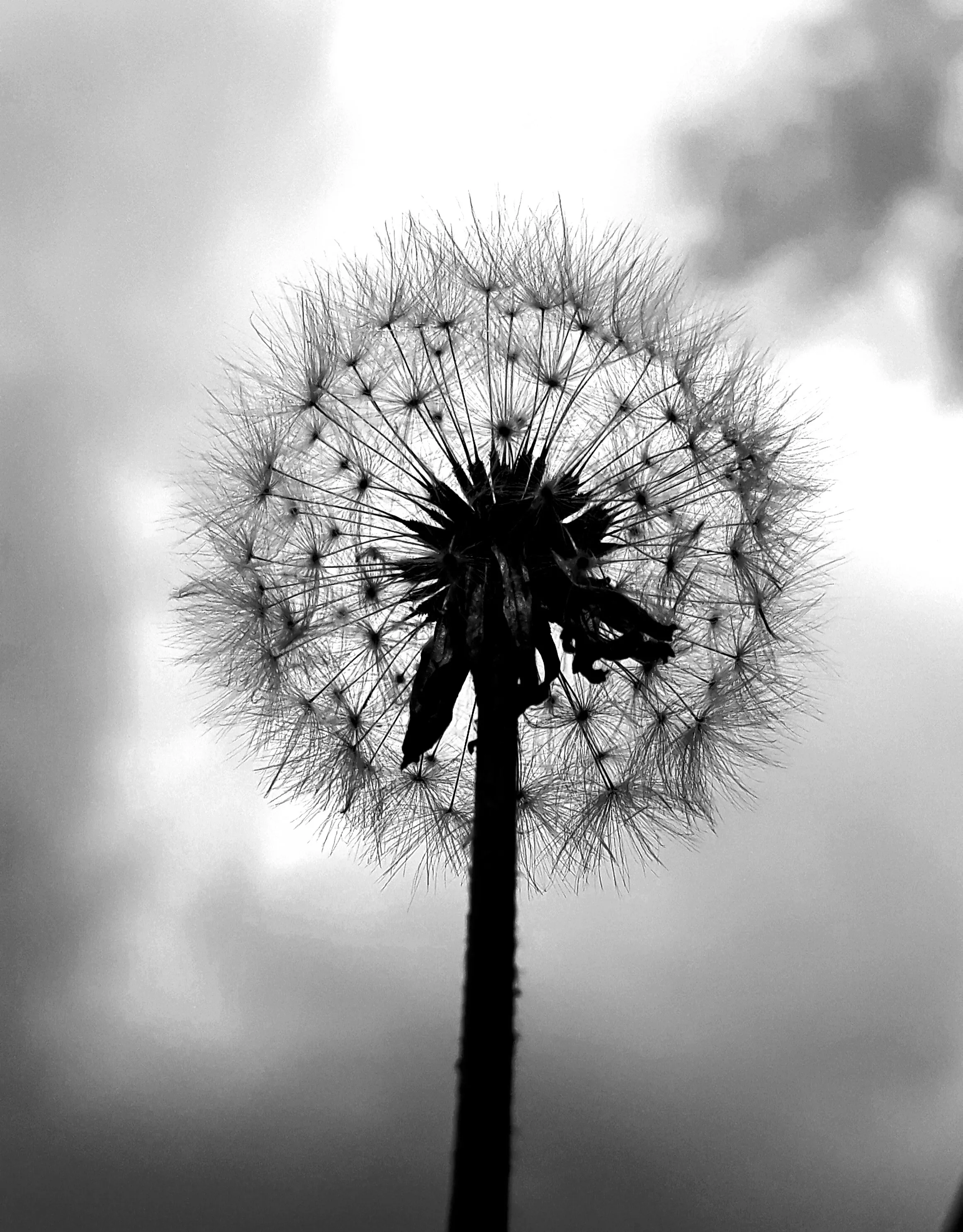 Under the Dandelion