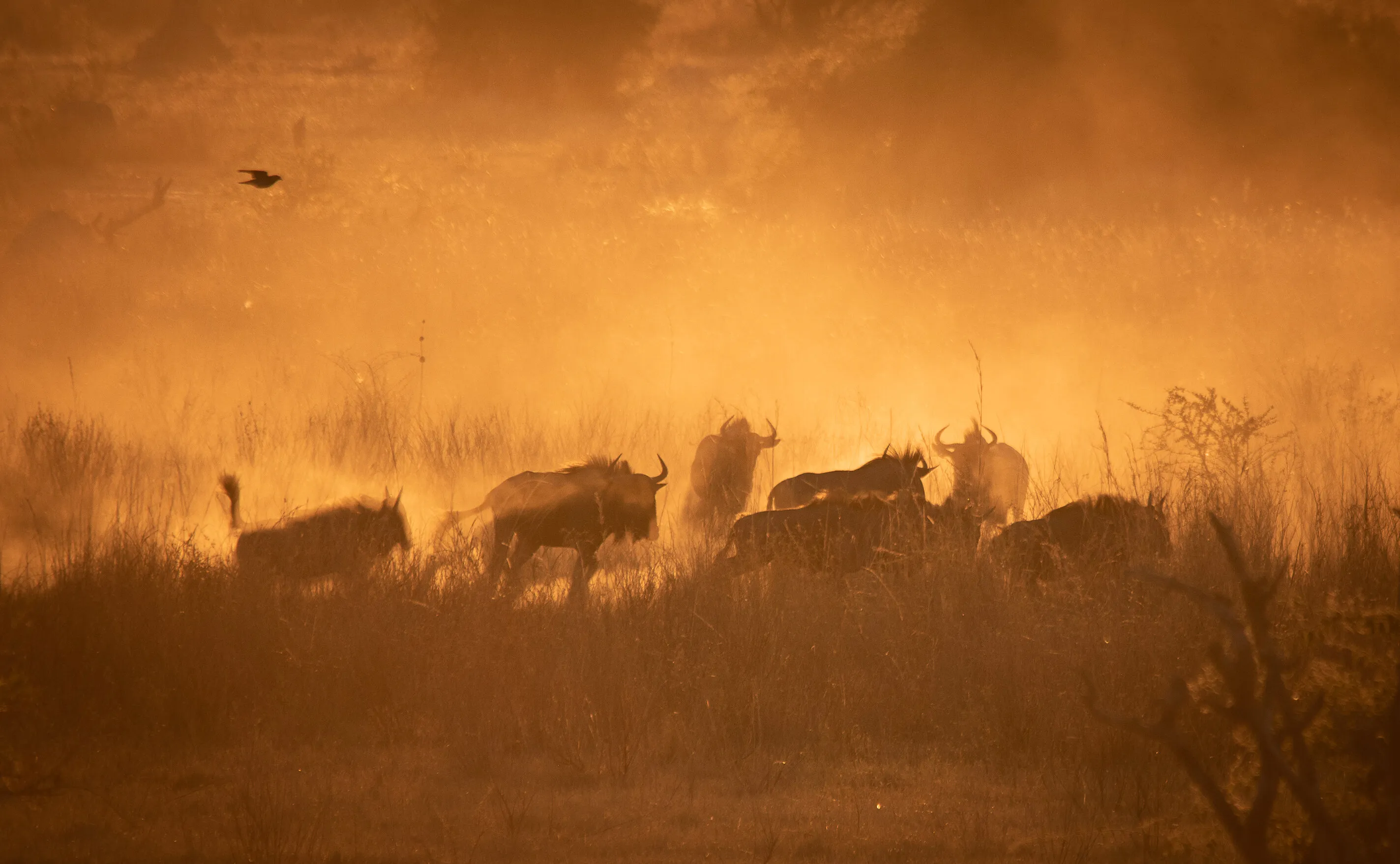 GNU DUST SHOW BARANGWE PAN NORTH WEST BOTSWANA