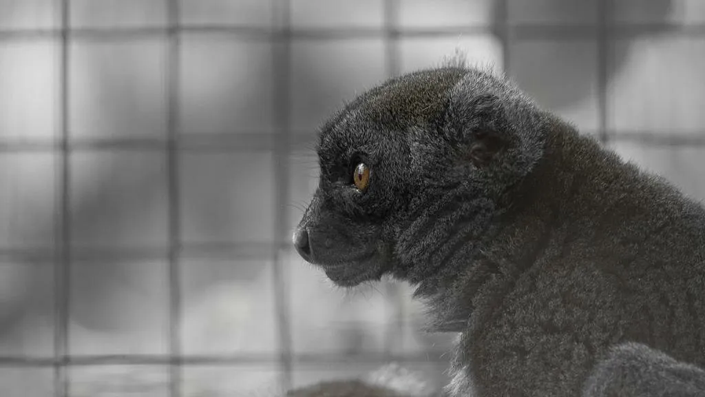 Lemur