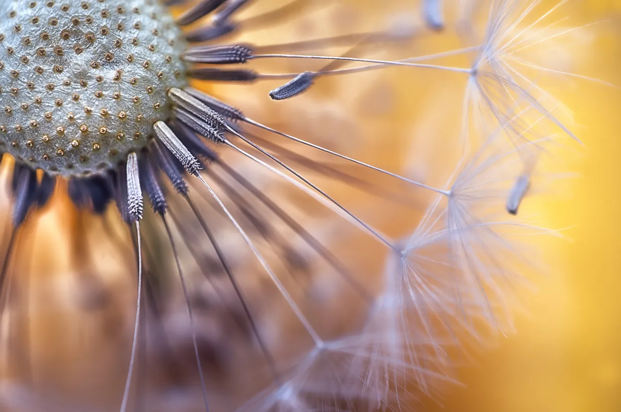Dandelion head v3