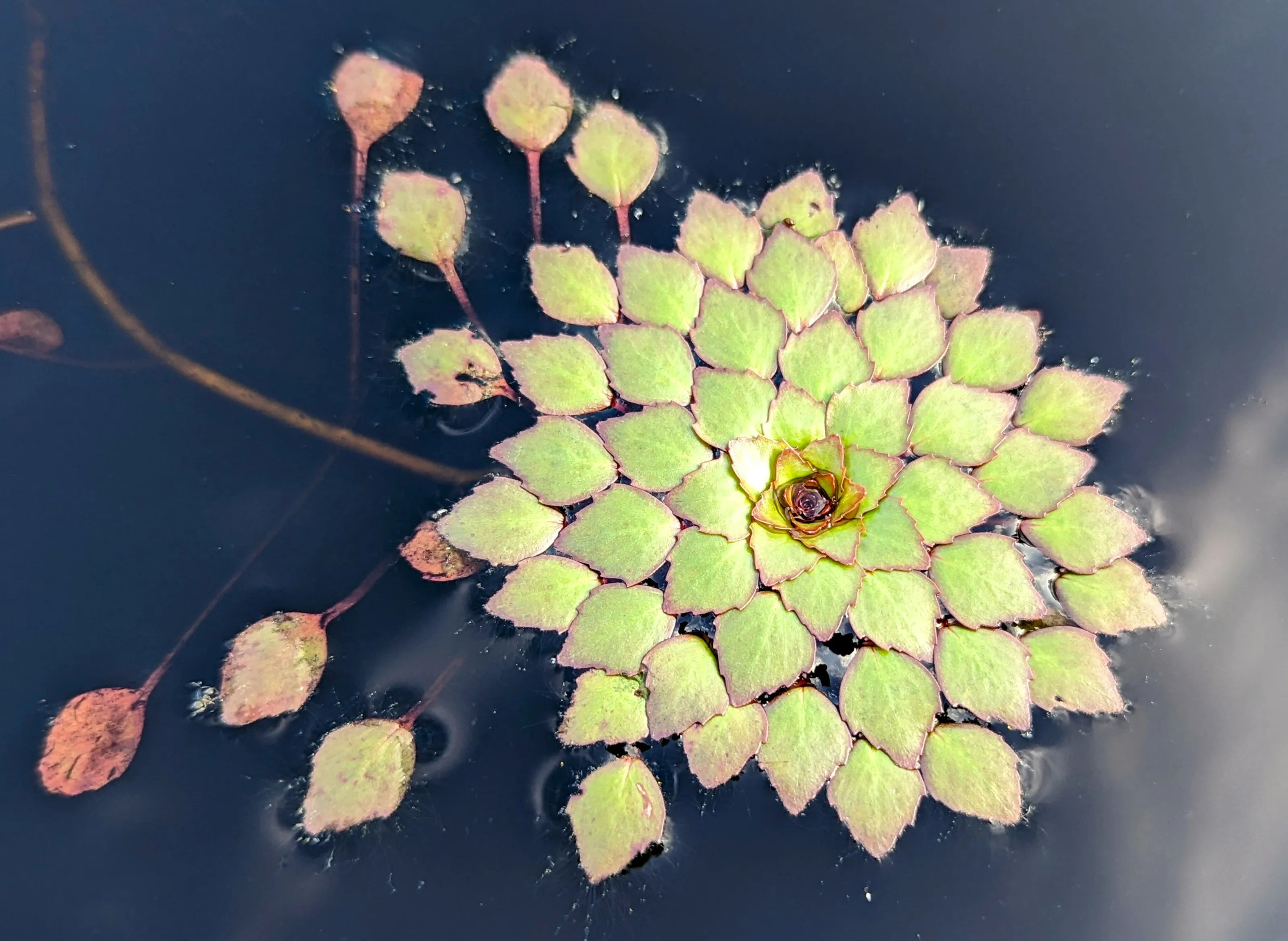 Floating Fractal