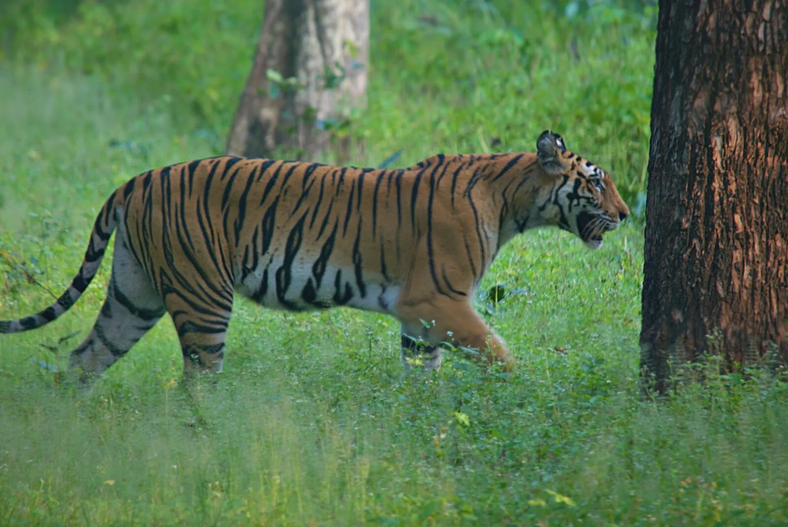 The beast of bandhavgarh